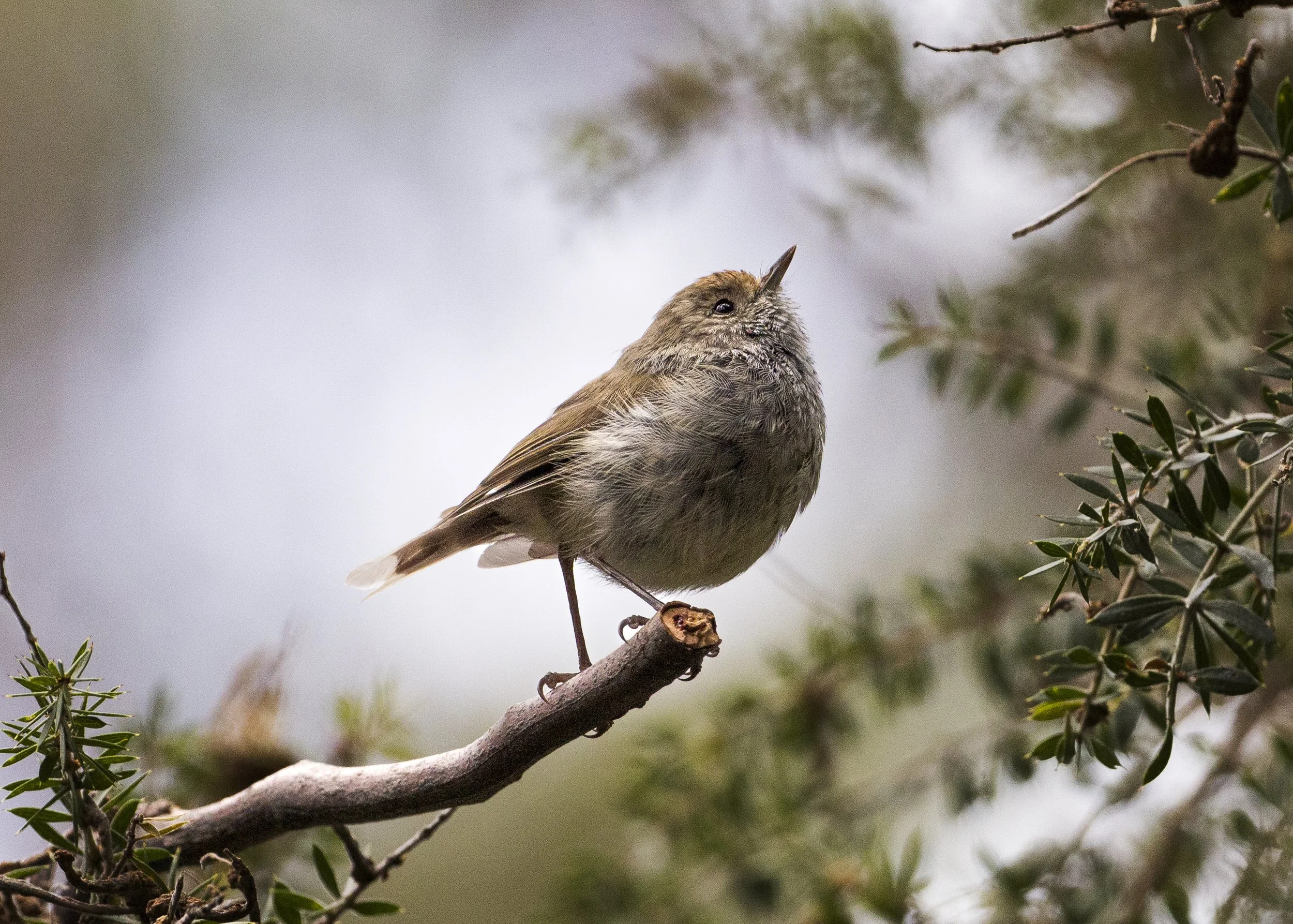 2024 birds-KatieGates-CalendarPrint-5.jpg