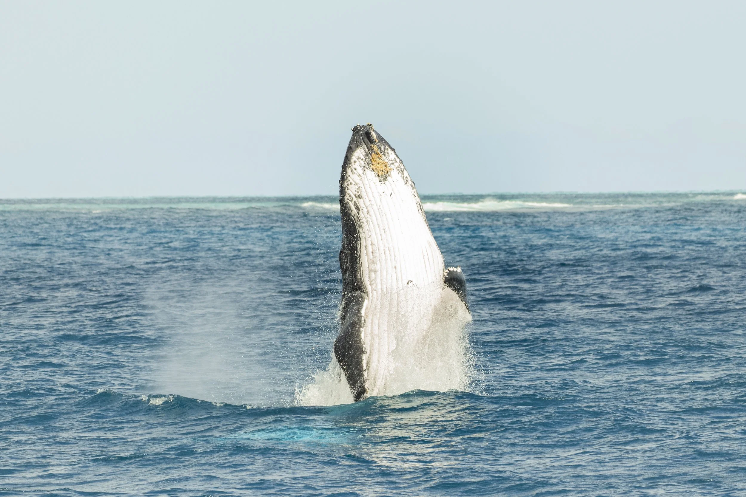 Breaching Humpback