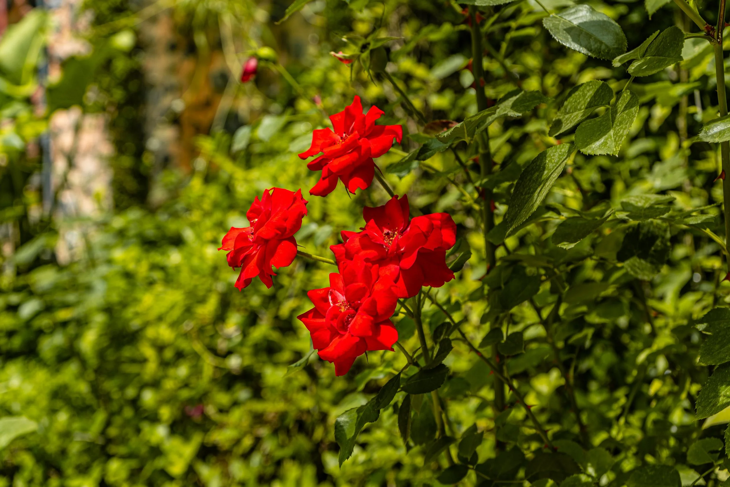 DSC01720.jpg