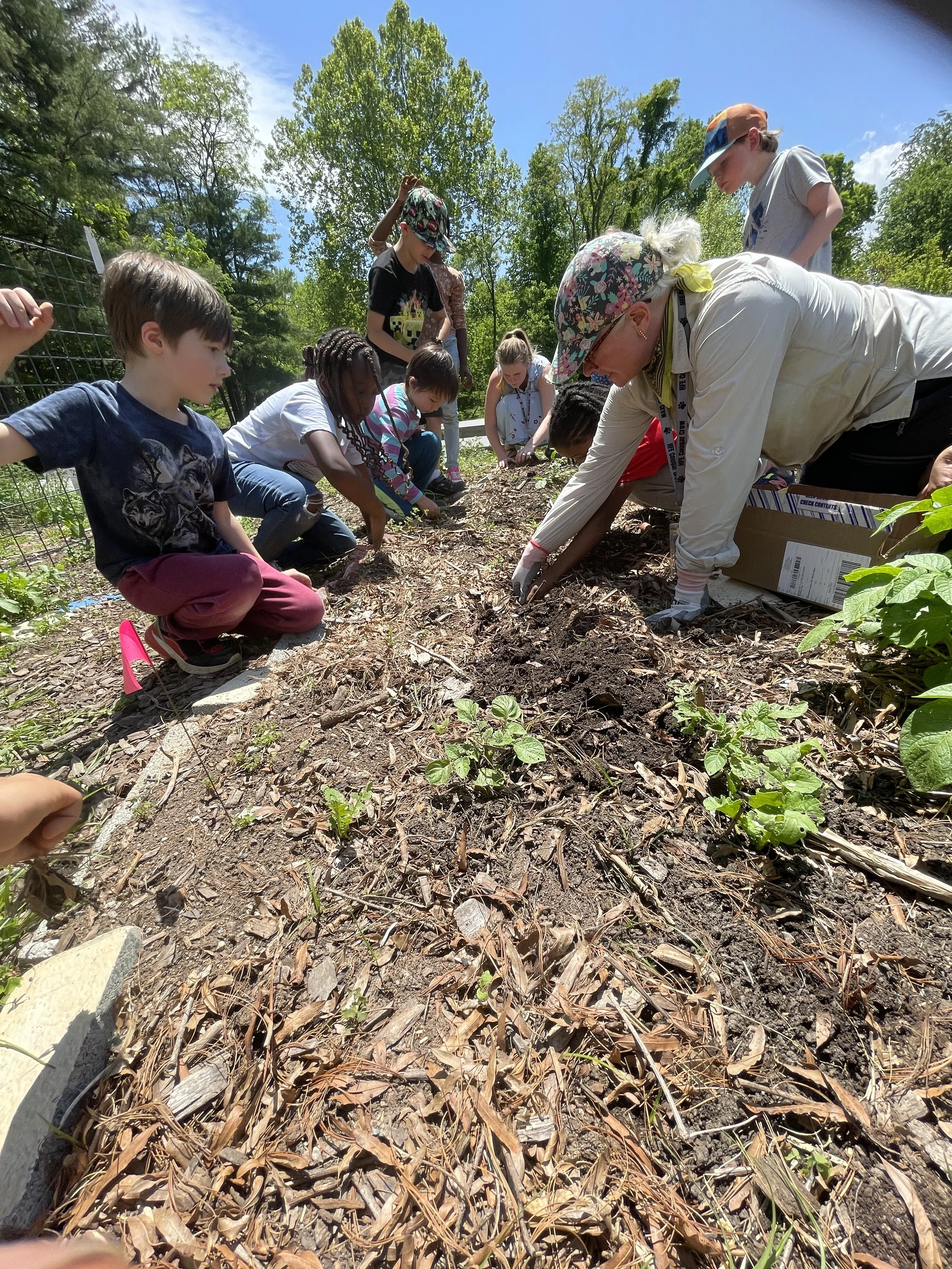 1st plant potatoes 7.JPG