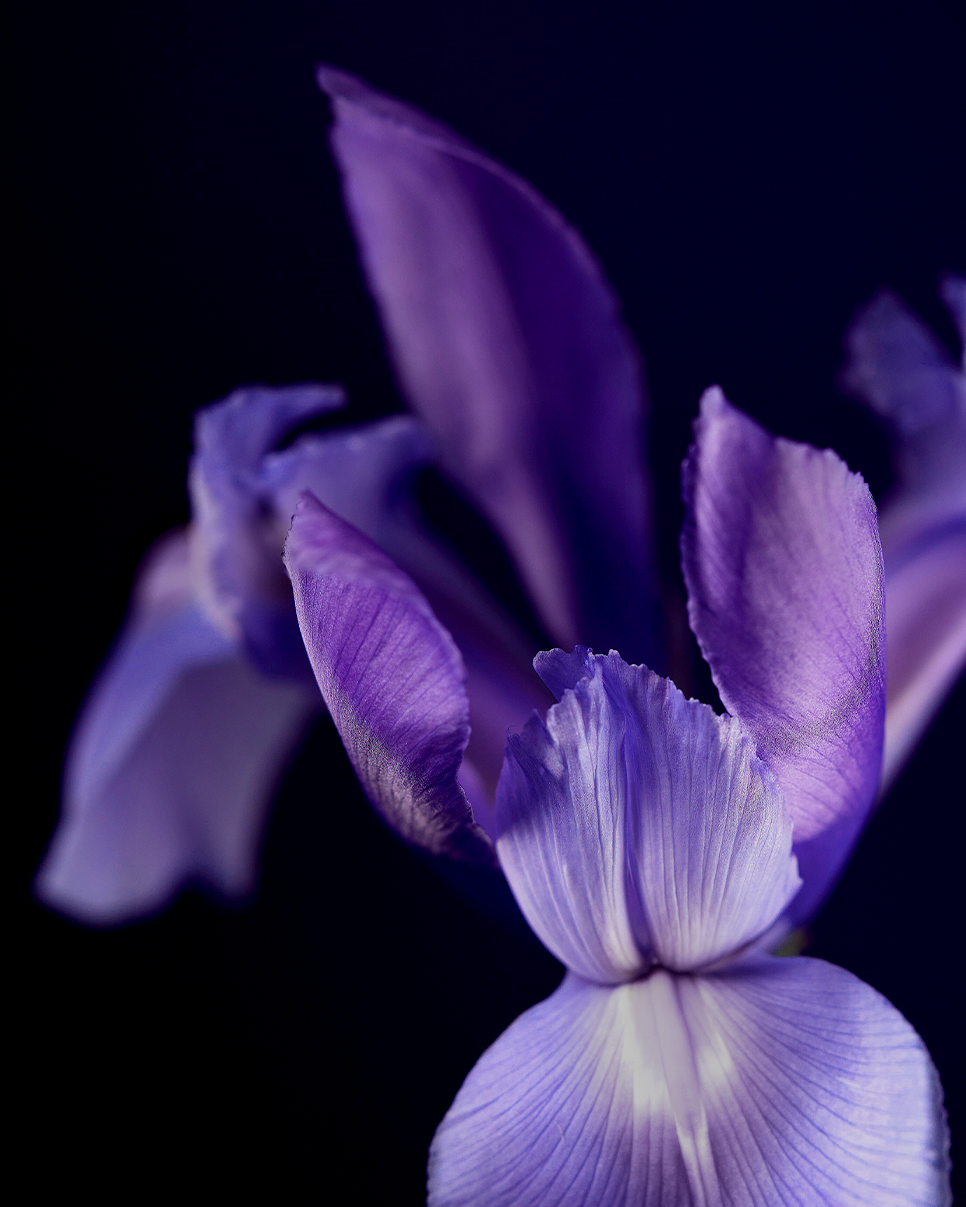 som carousel-every me drama queen iris-carousel 3.png