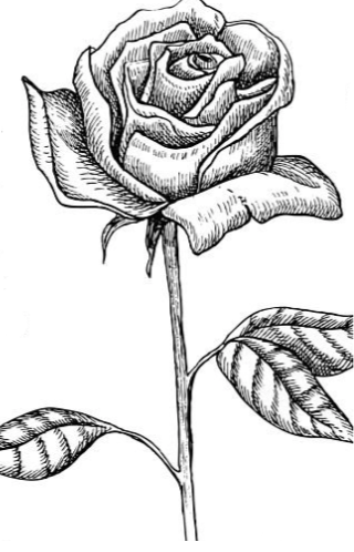 Rose de damas