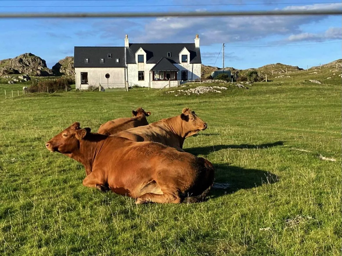 Three cows resting on a grassy field with a white house and rocky hills in the background under a partly cloudy sky.