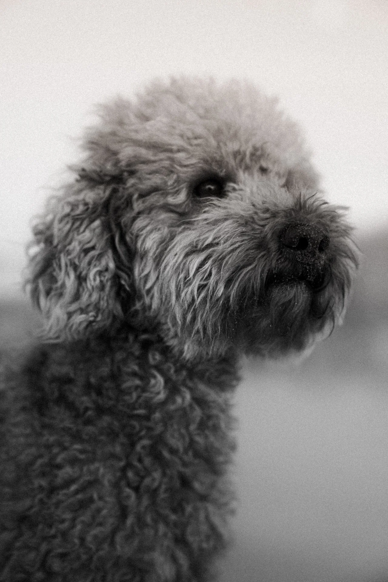 Zwergpudel an Ostsee in Rostock