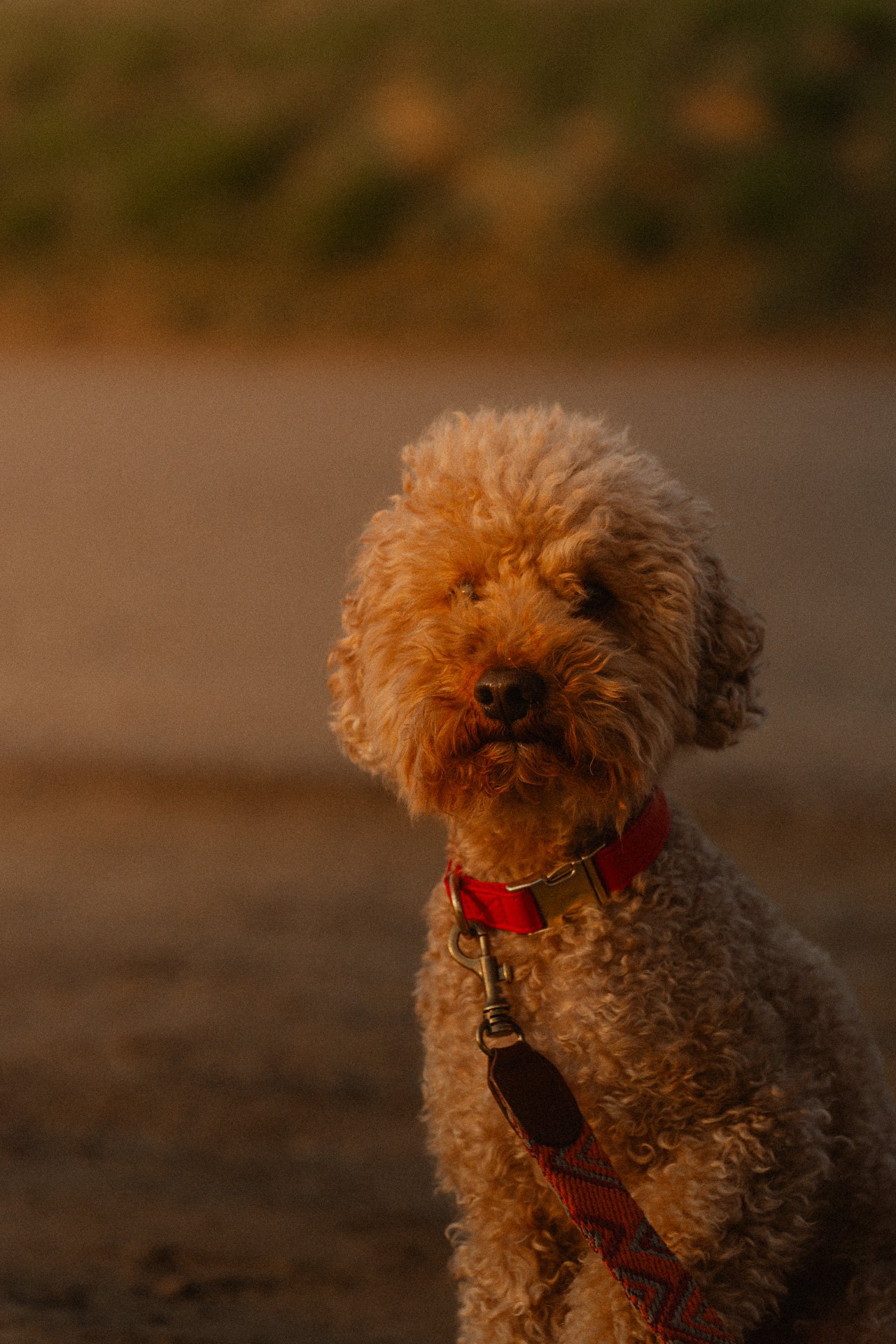 Ein brauner, lockiger Hund mit rotem Halsband sitzt auf einer Straße bei Sonnenuntergang.