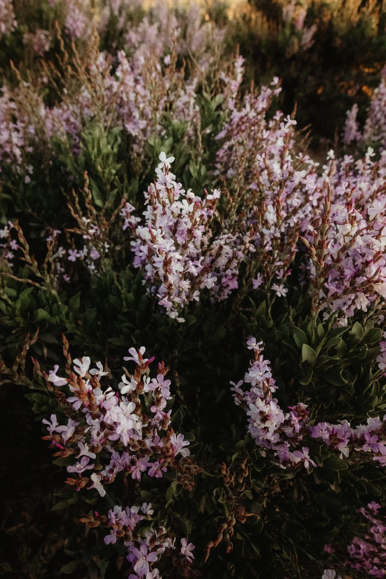 Nahaufnahme von pinken und weißen kleinen Blüten auf dunklem Grün im Freien bei Sonnenuntergang.