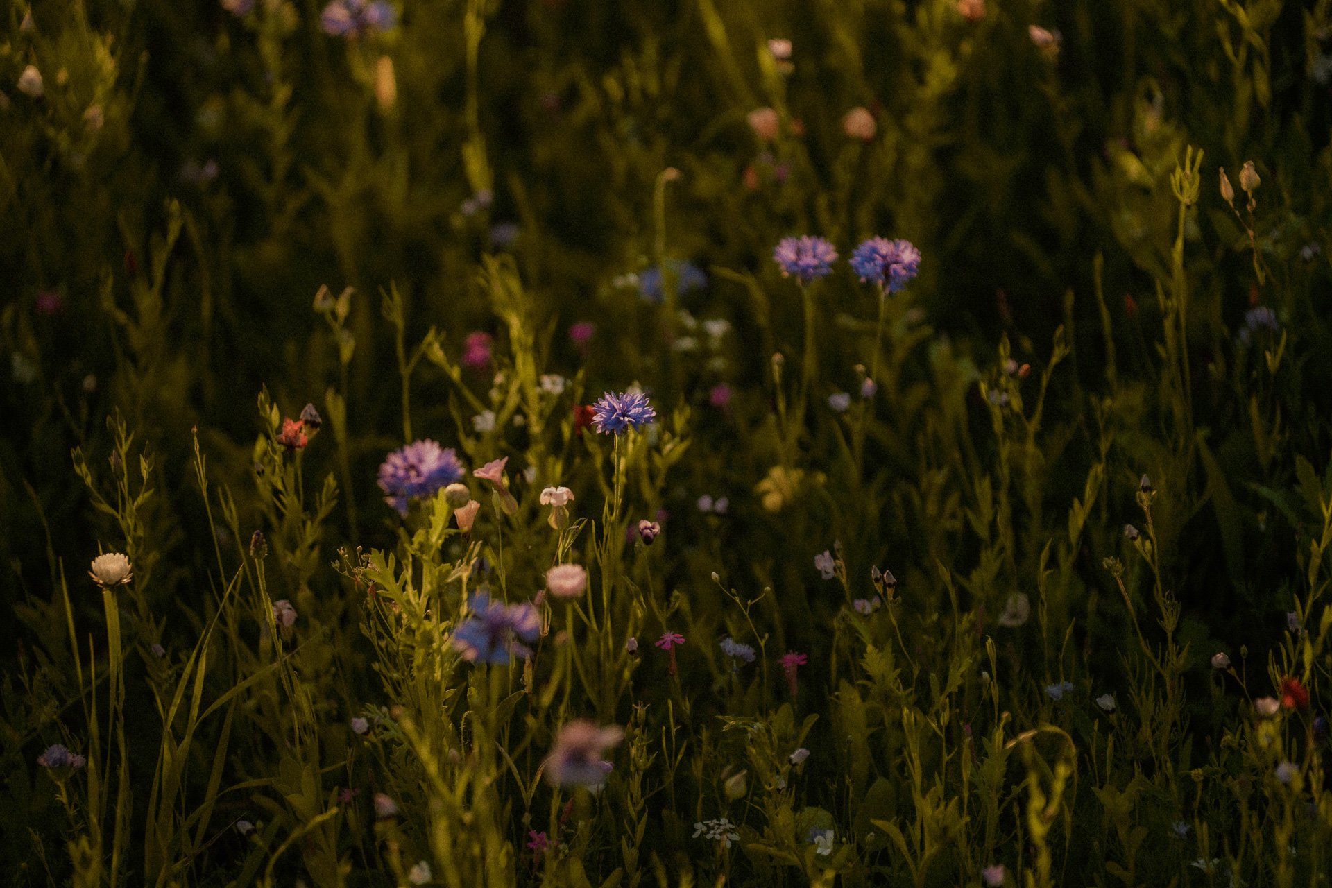 Nahaufnahme einer Wildblumenwiese in der Abendstunde auf dem Dorf.