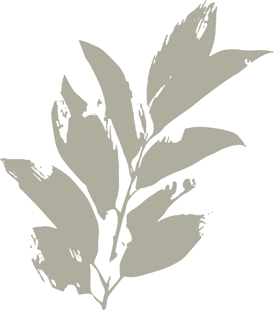 A stylized illustration of a plant with elongated leaves