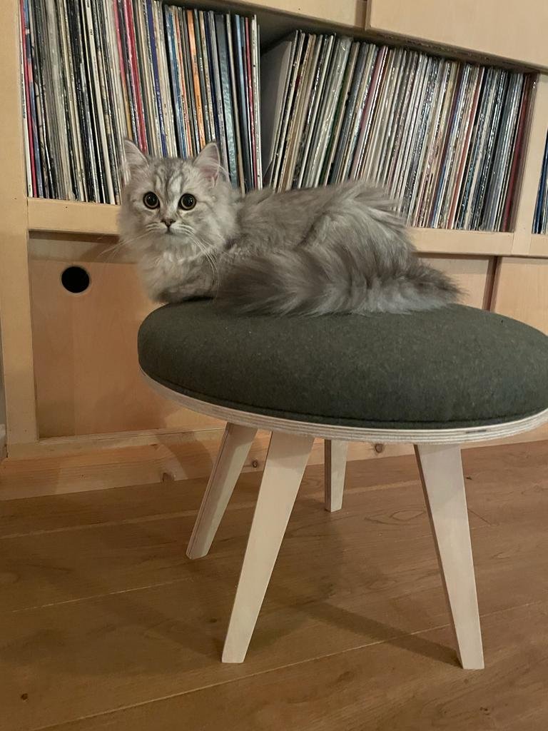 cats on footstool galia .jpeg