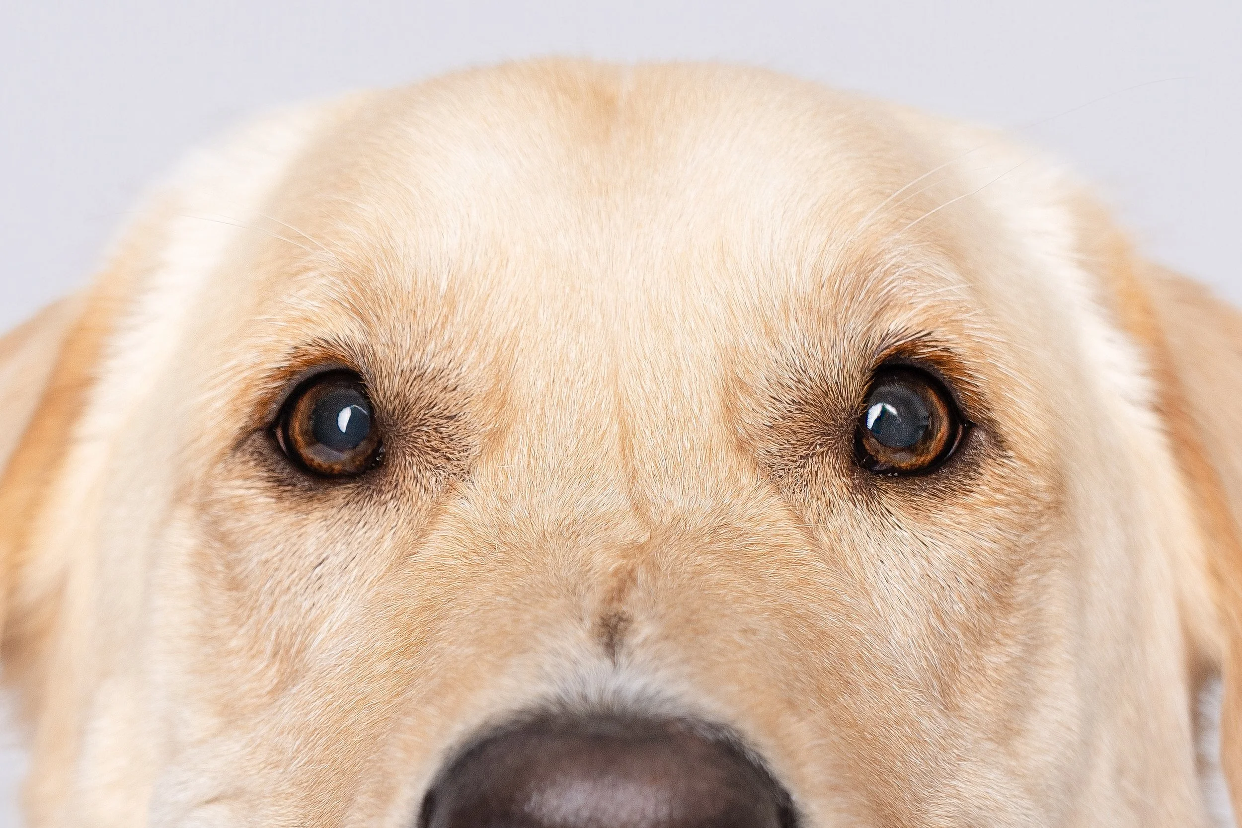 Elegant couple portrait during golden hour wedding photography session