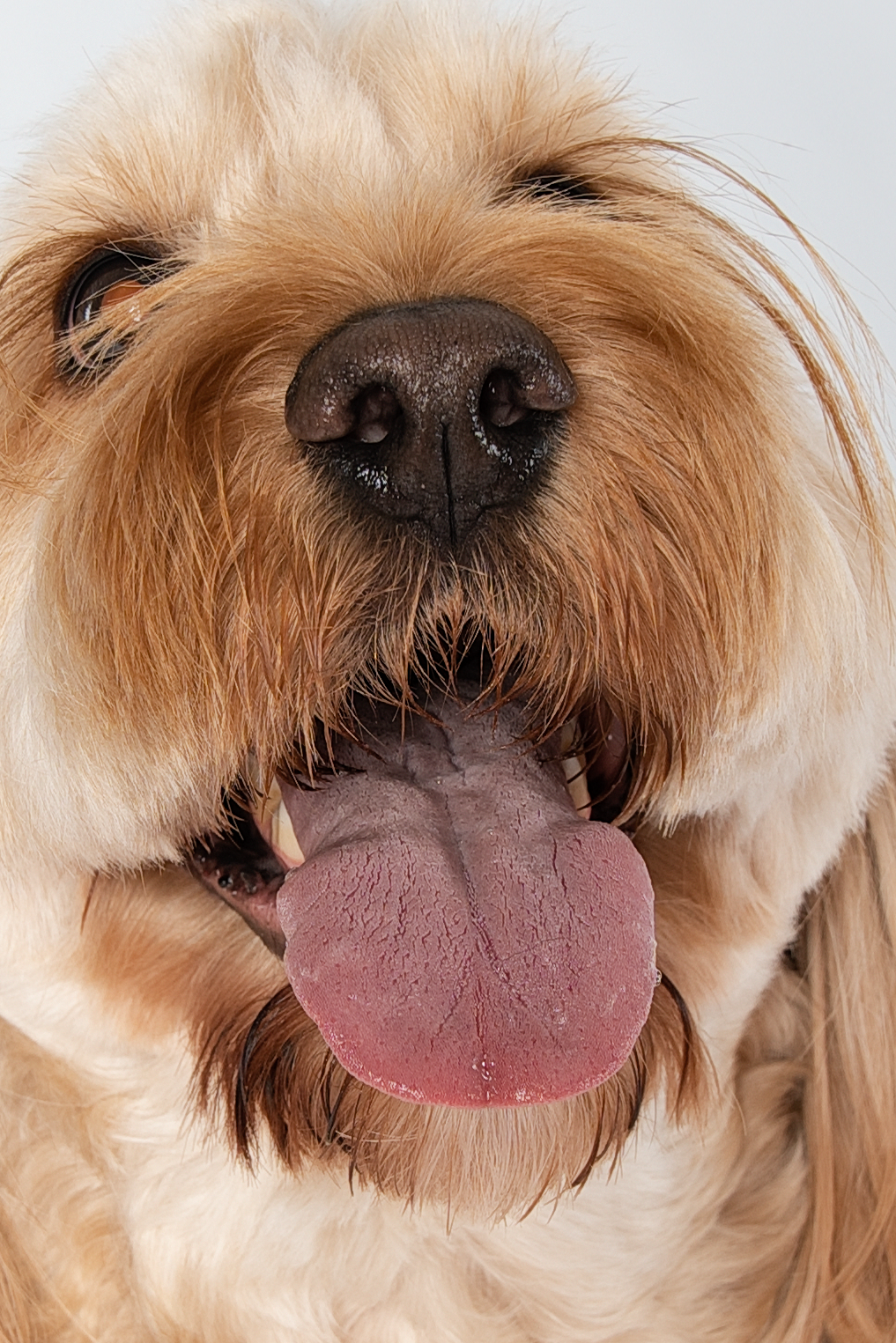 Relaxed family portrait outdoors with parents and children laughing naturally