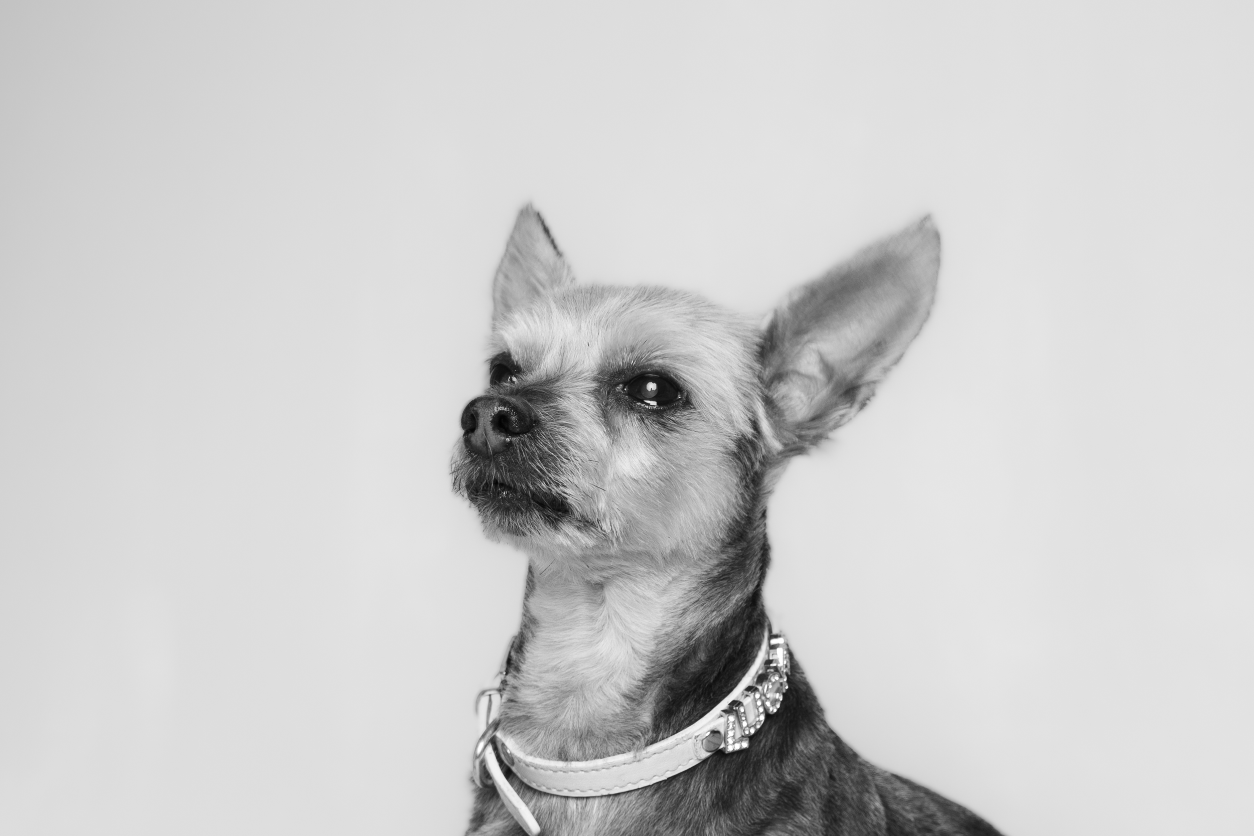 Relaxed family portrait outdoors with parents and children laughing naturally