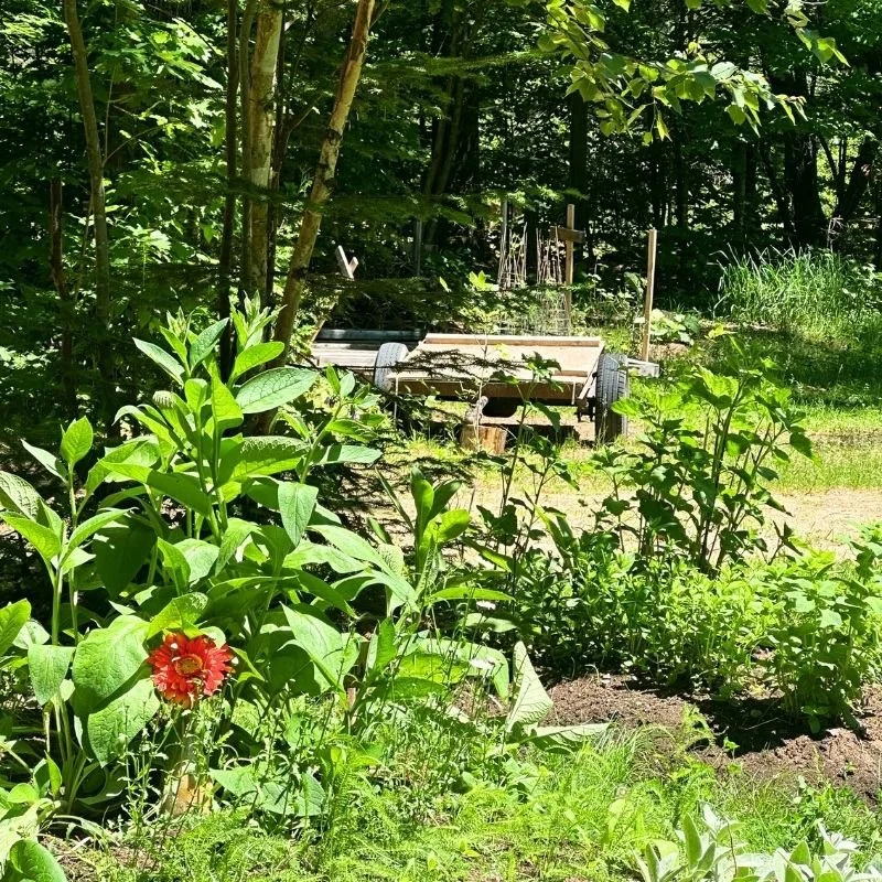 jardin