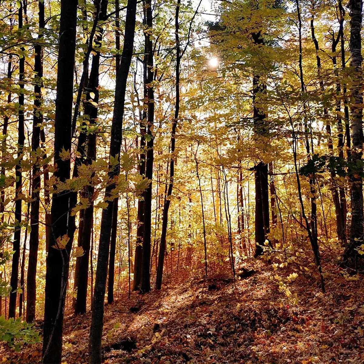 La forêt en automne de la Sorcière du Village.