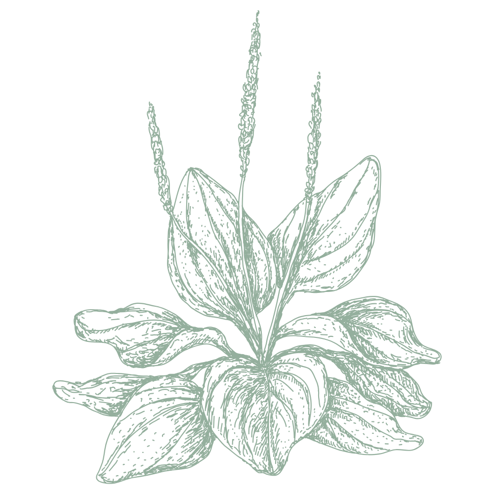 Illustration d'une plante avec des grandes feuilles et de longues tiges florales.