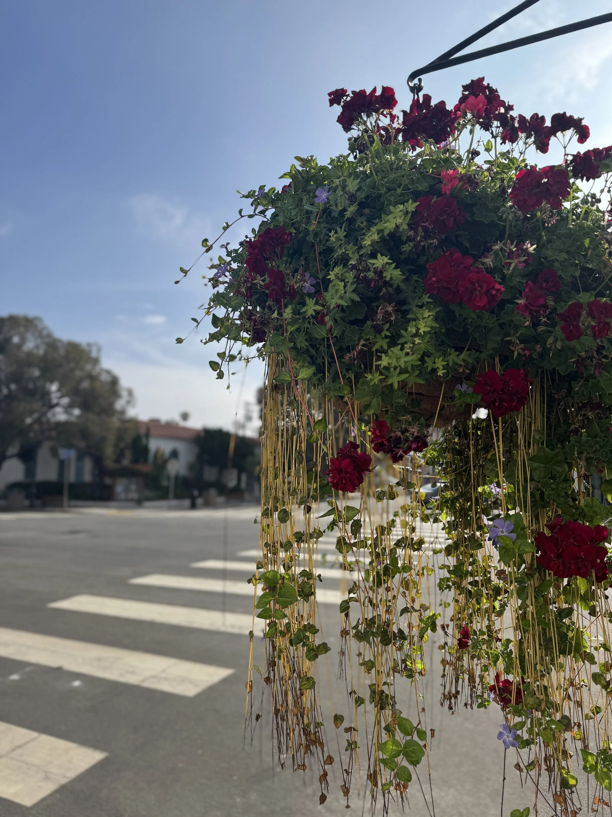 Colorful hanging flower basket with red and purple flowers over a city street crosswalk under a blue sky.