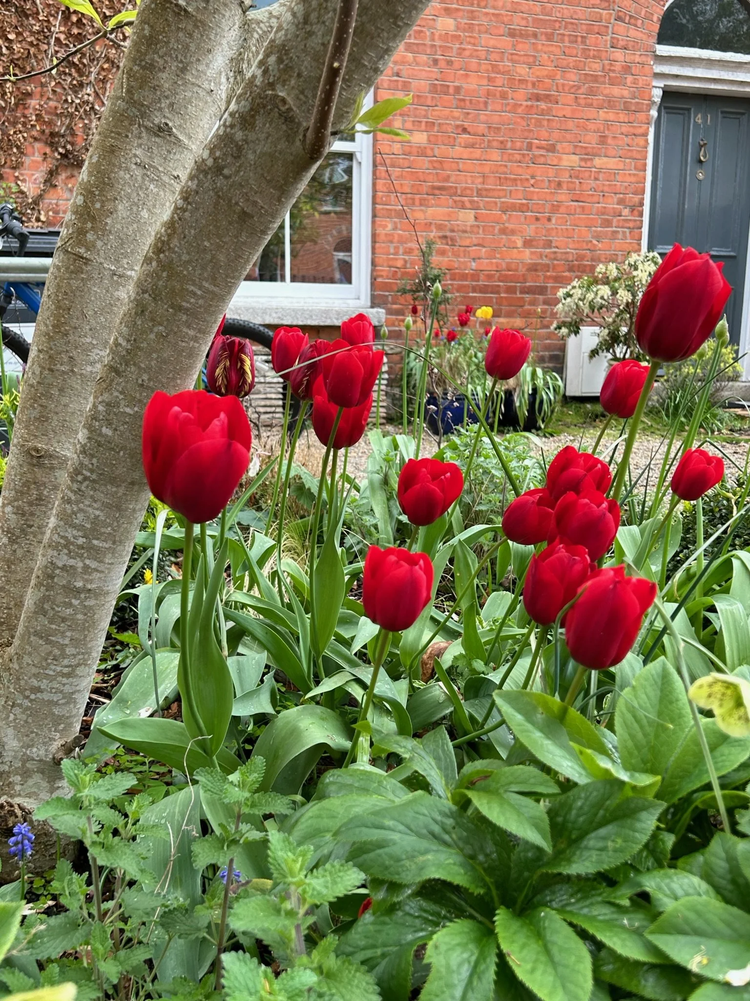 A garden with vibrant red tulips in front of a brick house, showing a window and a blue door in the background.
