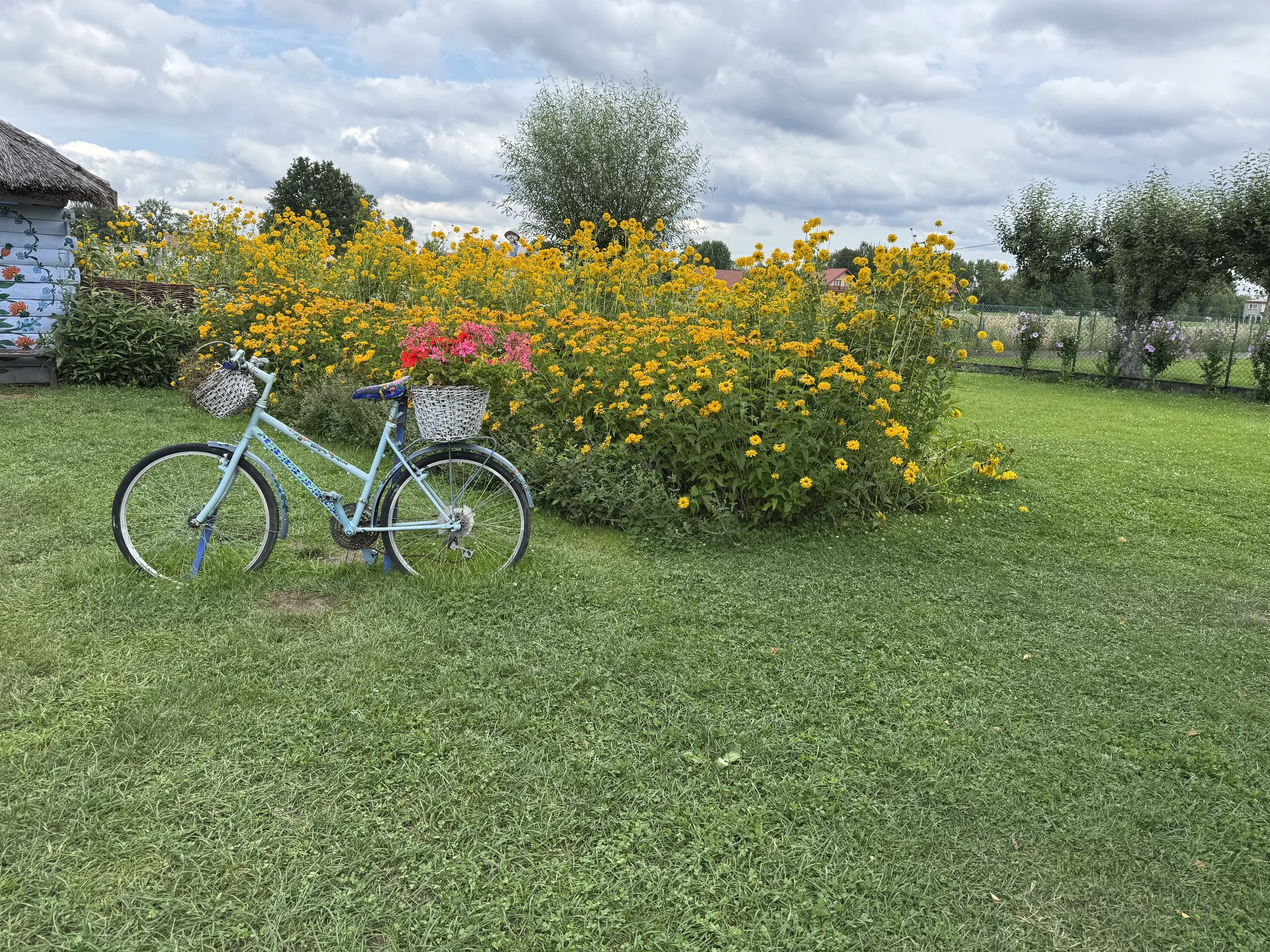 A blue bicycle with two baskets, one with pink flowers, parked on a grassy lawn next to a large bush of yellow flowers in a rural backyard with a cloudy sky.