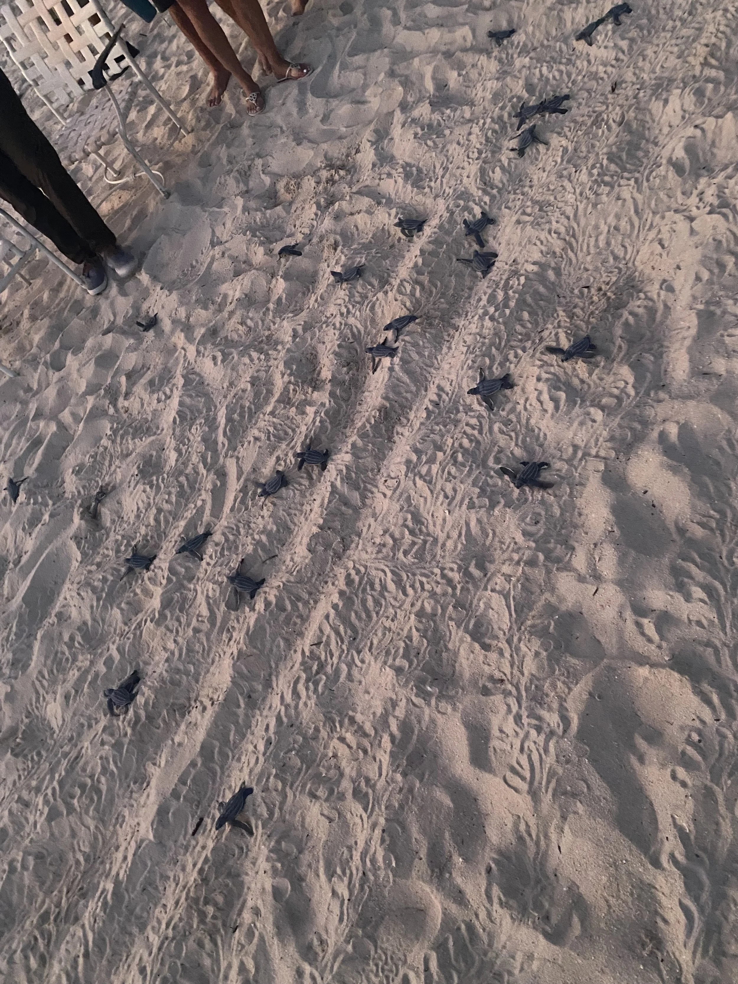 A group of small crabs on the sandy beach with tire tracks and footprints, near some chairs and people standing in the background.