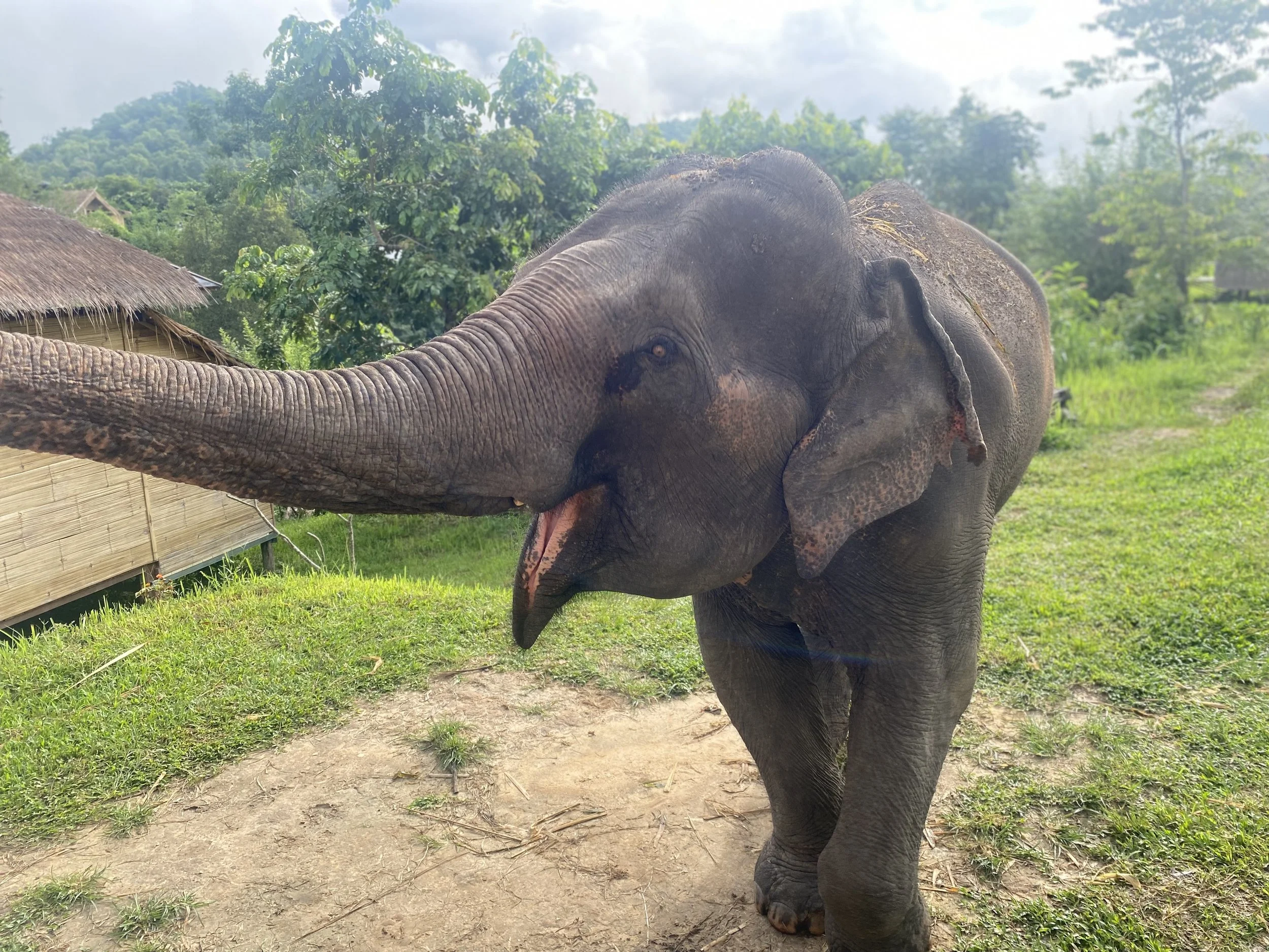 A young elephant with its trunk extended and mouth open, standing outdoors on grassy terrain with trees and a hut in the background.