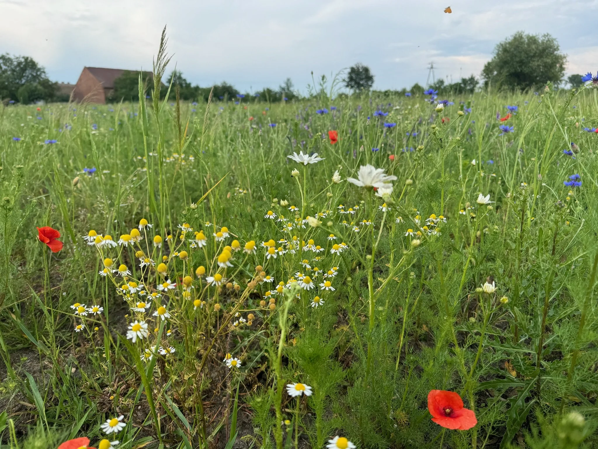 A field with wildflowers including daisies, poppies, and blue cornflowers under a partly cloudy sky. In the background, there are a barn, trees, and a transmission tower in Lubsko, Poland.