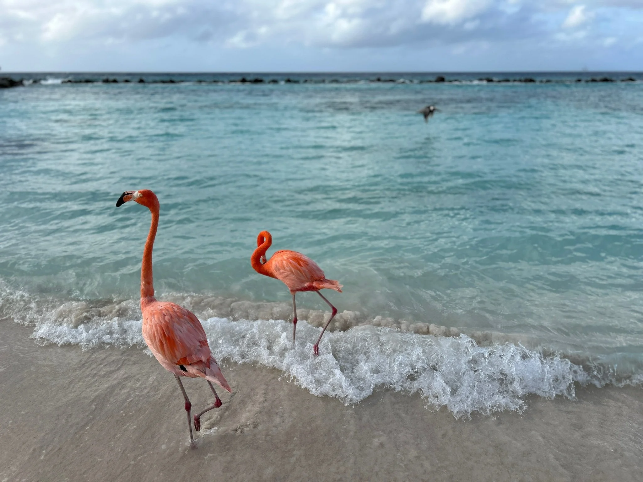 Two pink flamingos standing at the edge of the ocean with waves washing over their feet, with a cloudy sky and distant rocks in the background.