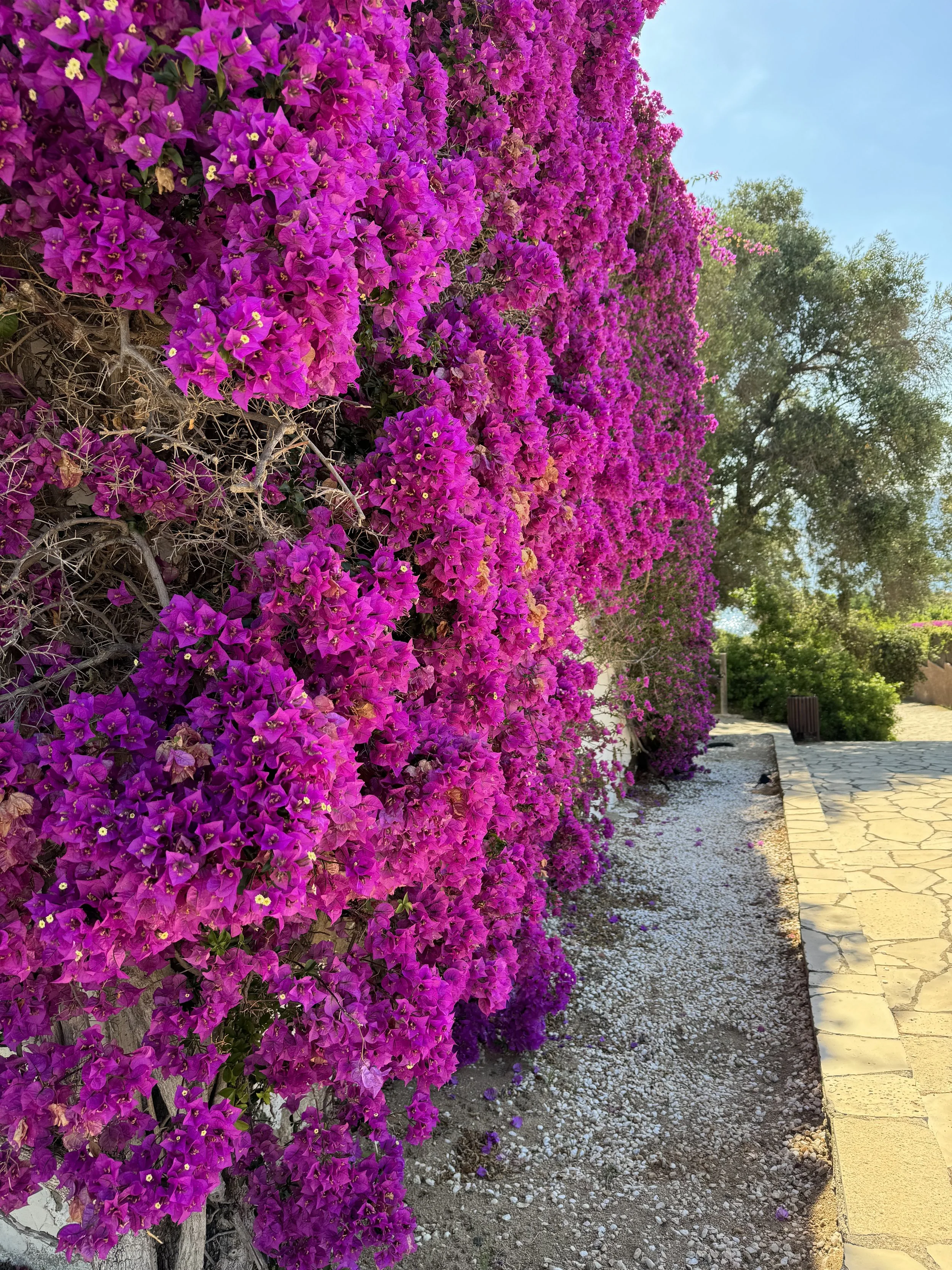 Purple and pink bougainvillea flowers growing along a wall next to a stone-paved pathway.