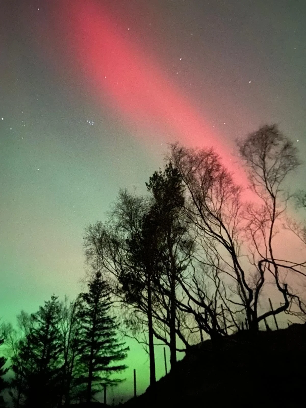Night sky illuminated with the Northern Lights, showing green and red colours, with silhouetted trees in the foreground.