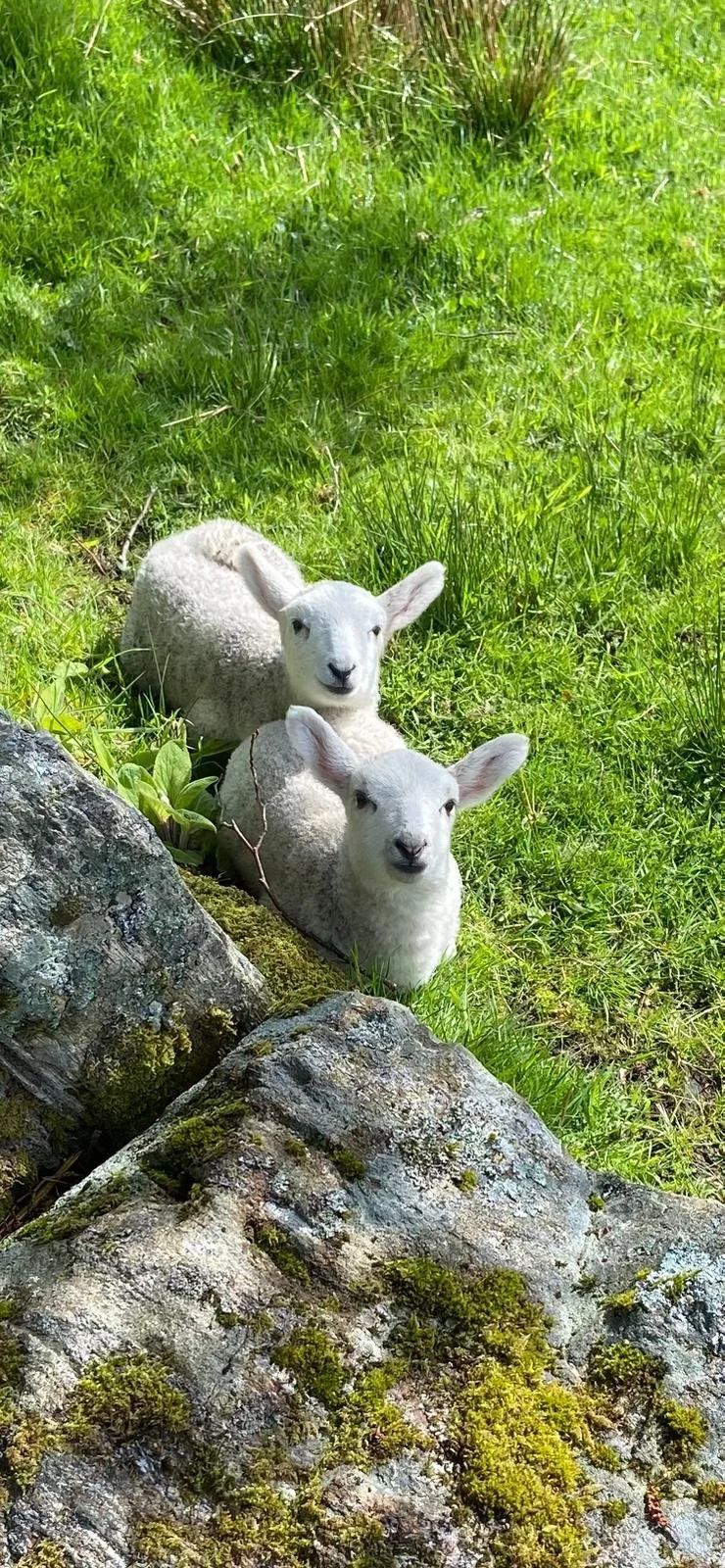 Two white lambs resting on green grass near rocks with moss, in a sunny outdoor setting in Drumbeg.