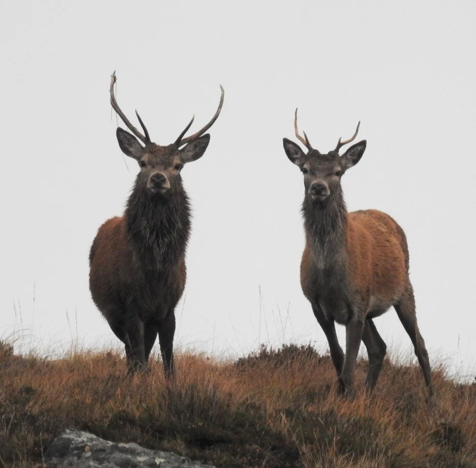 A mountaintop landscape with a deer with antlers standing among rocks and sparse vegetation under an overcast sky.