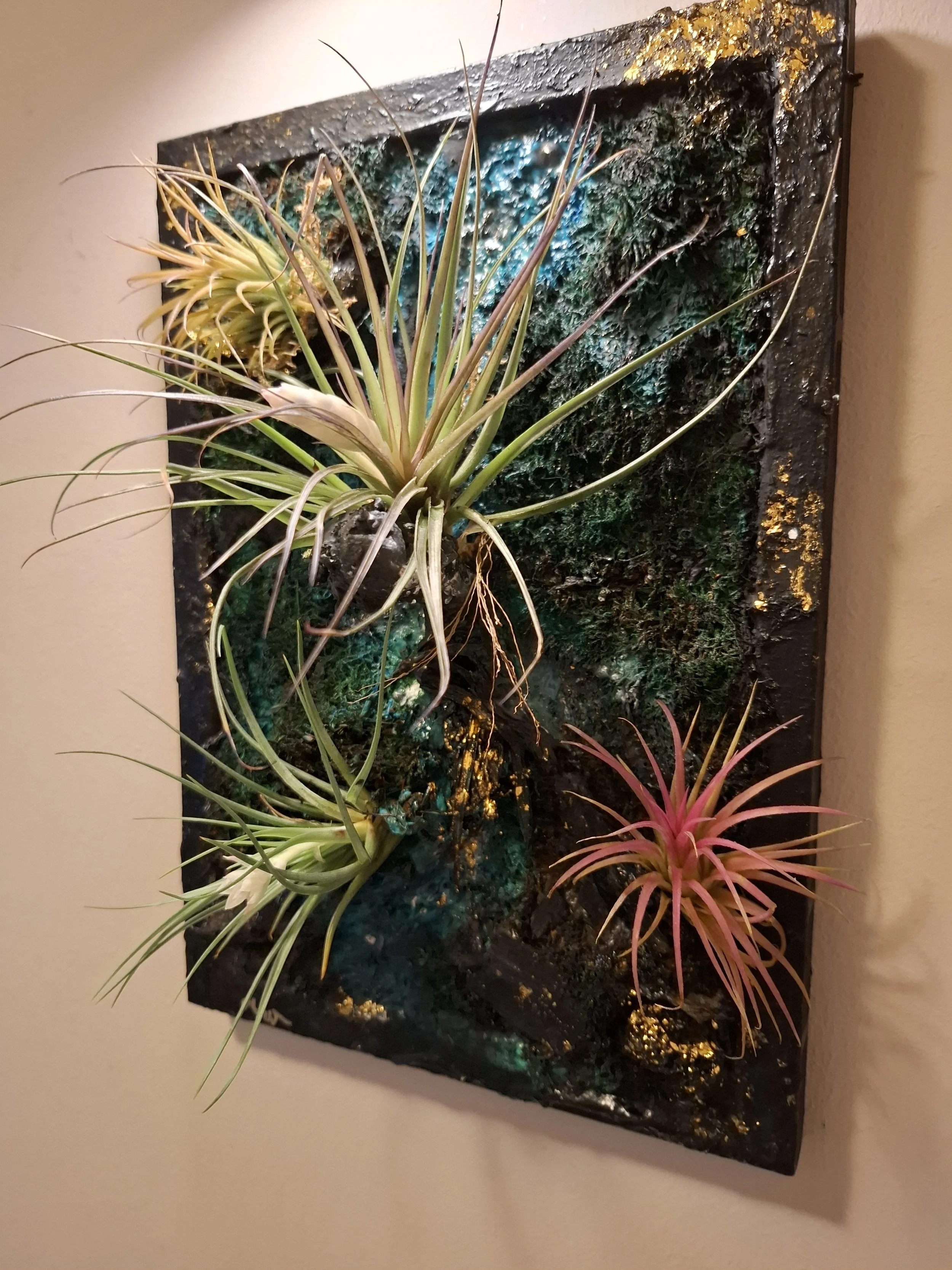 Kunstvoll gestaltete Wanddekor mit echtem Tillandsia-Luftpflanzen, schwarzem Hintergrund und goldfarbenen Akzenten.