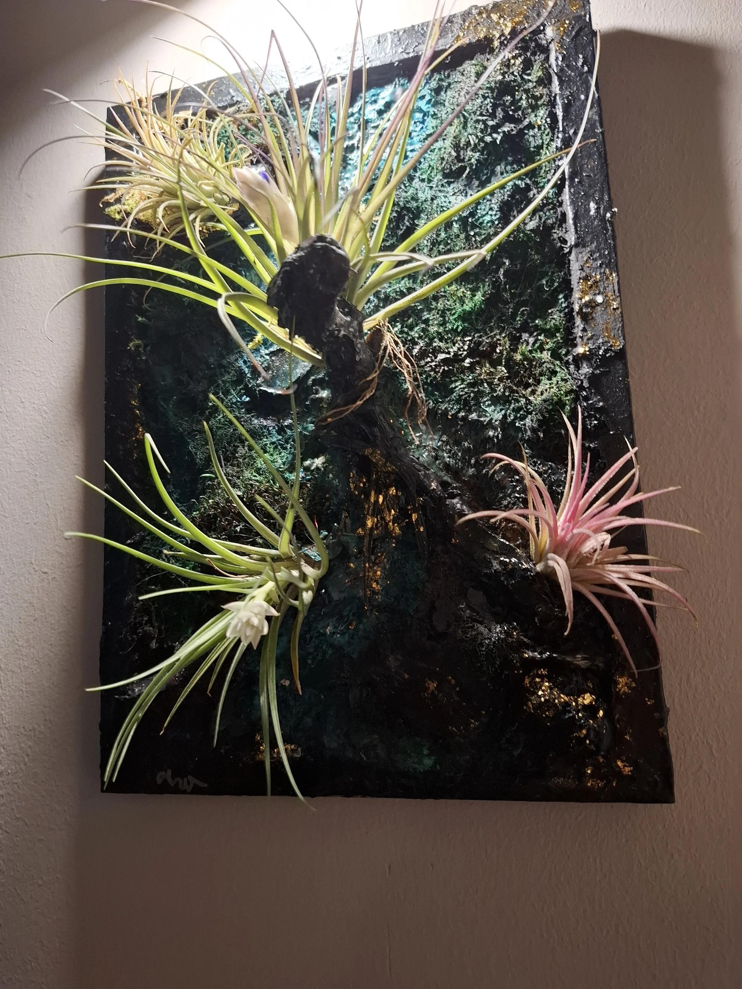 Kunstwerk mit lebenden Tillandsien-Pflanzen, die an einem schwarzen, texturierten Hintergrund befestigt sind, beleuchtet mit buntem Licht