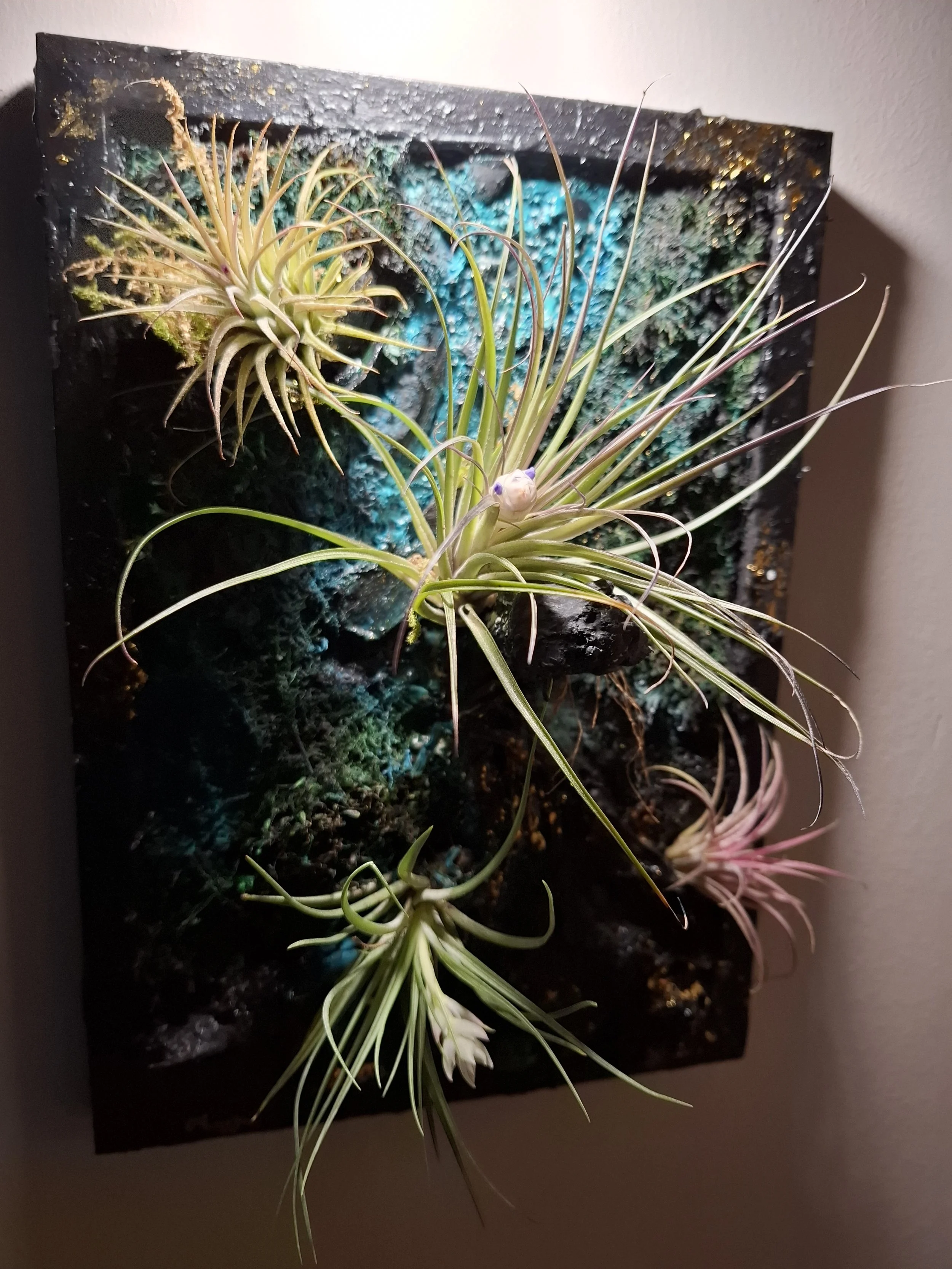 Kunstvoll gestaltetes Wandbild mit echten Tillandsien (Luftpflanzen) vor einer dunkelgemalten, texturierten Wand, die mit blauen Akzenten und Goldpartikeln verziert ist.