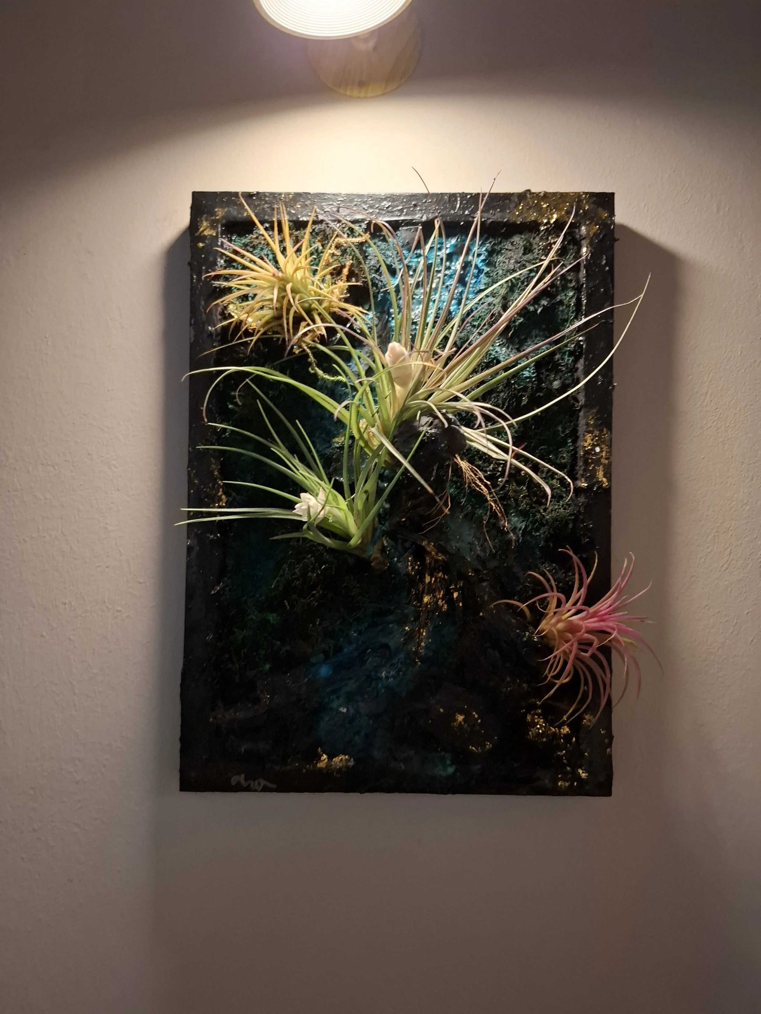 Kunstinstallation mit echten Tillandsien (Luftpflanzen) auf einer schwarzen Plattform, beleuchtet von einer Deckenlampe.