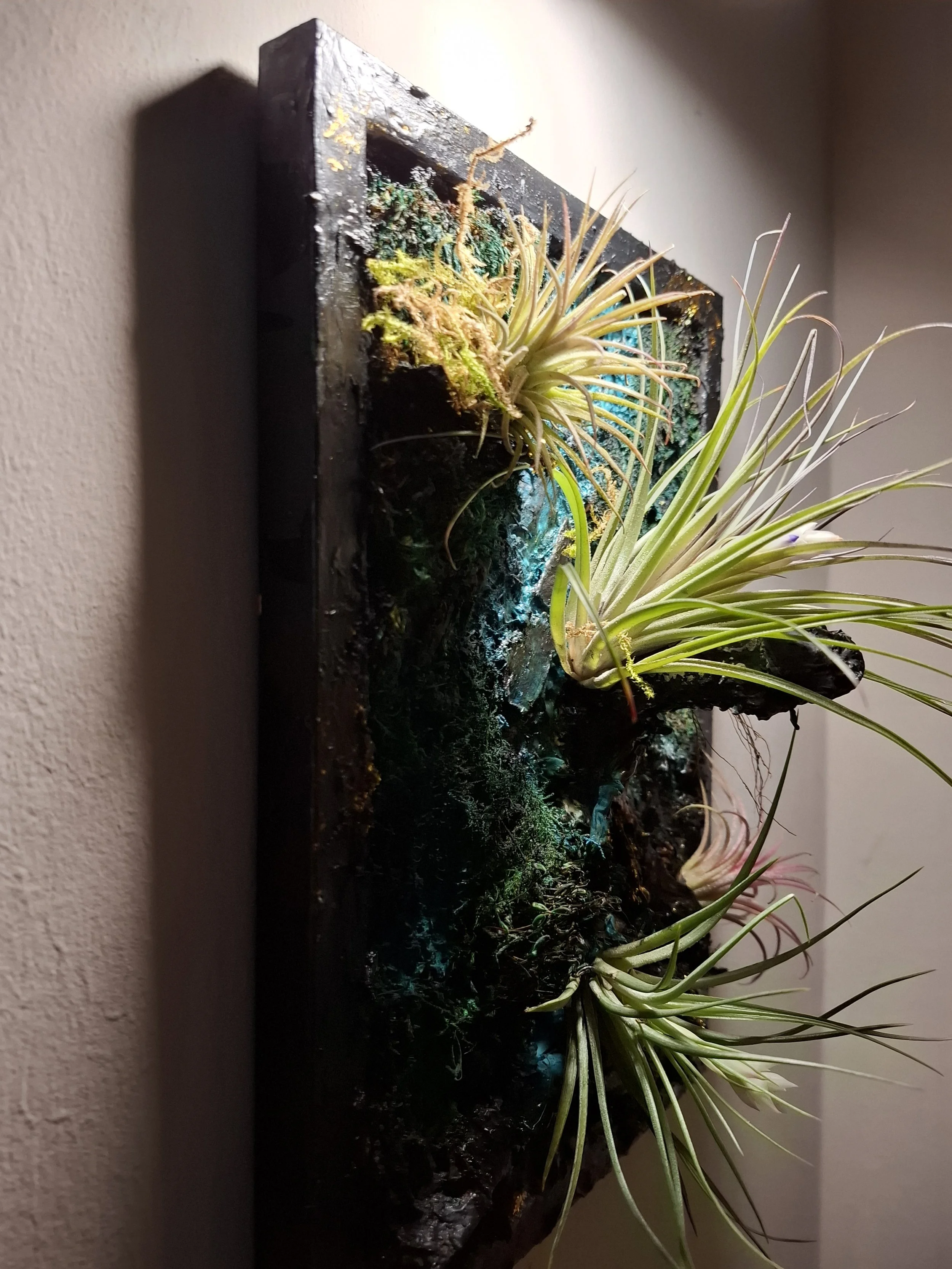 Kunstwerk mit lebenden Tillandsien (Luftpflanzen) auf einem schwarz gerahmten Hintergrund, an einer Wand montiert.