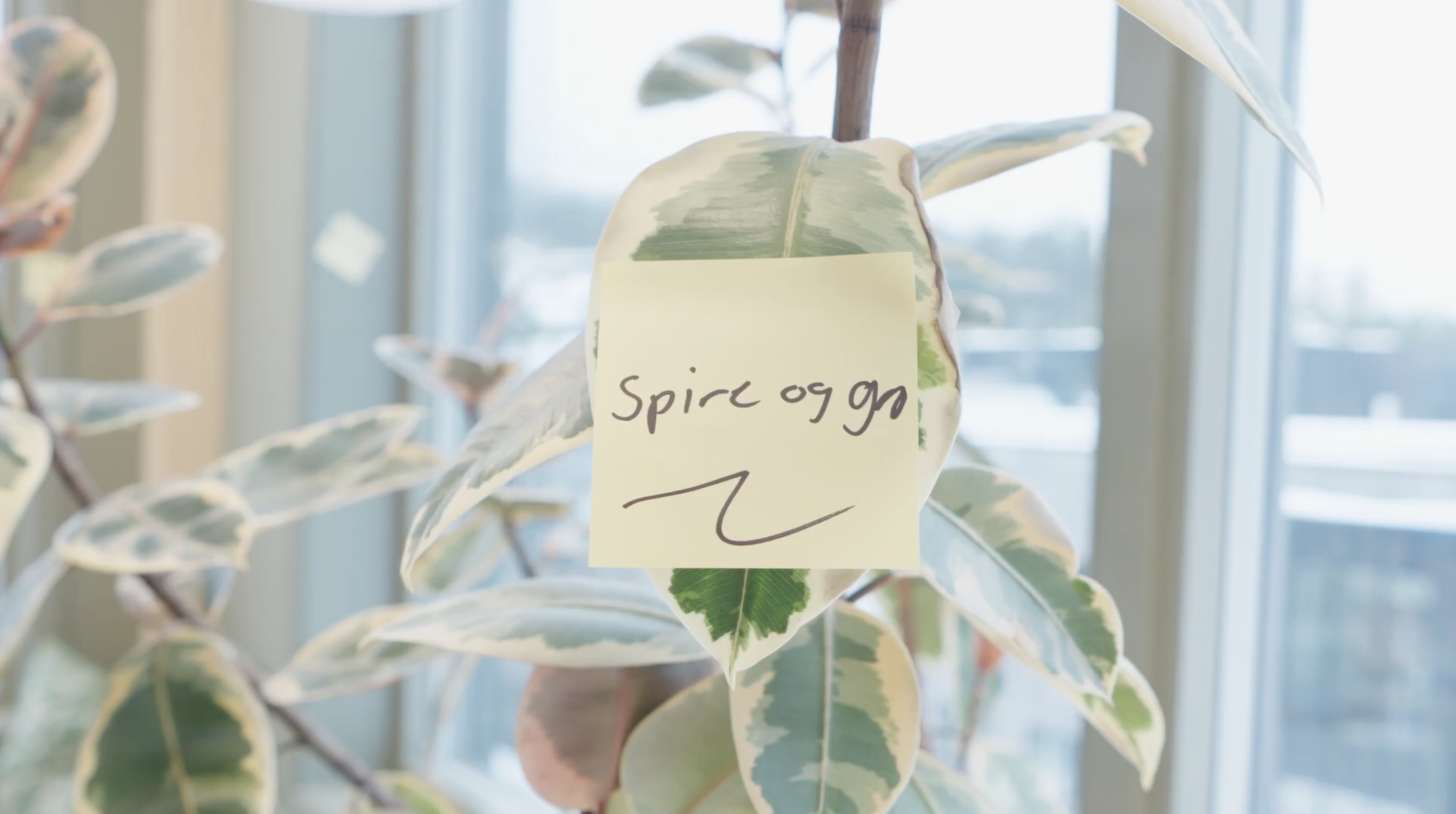 Gründerleder og miljøbygger