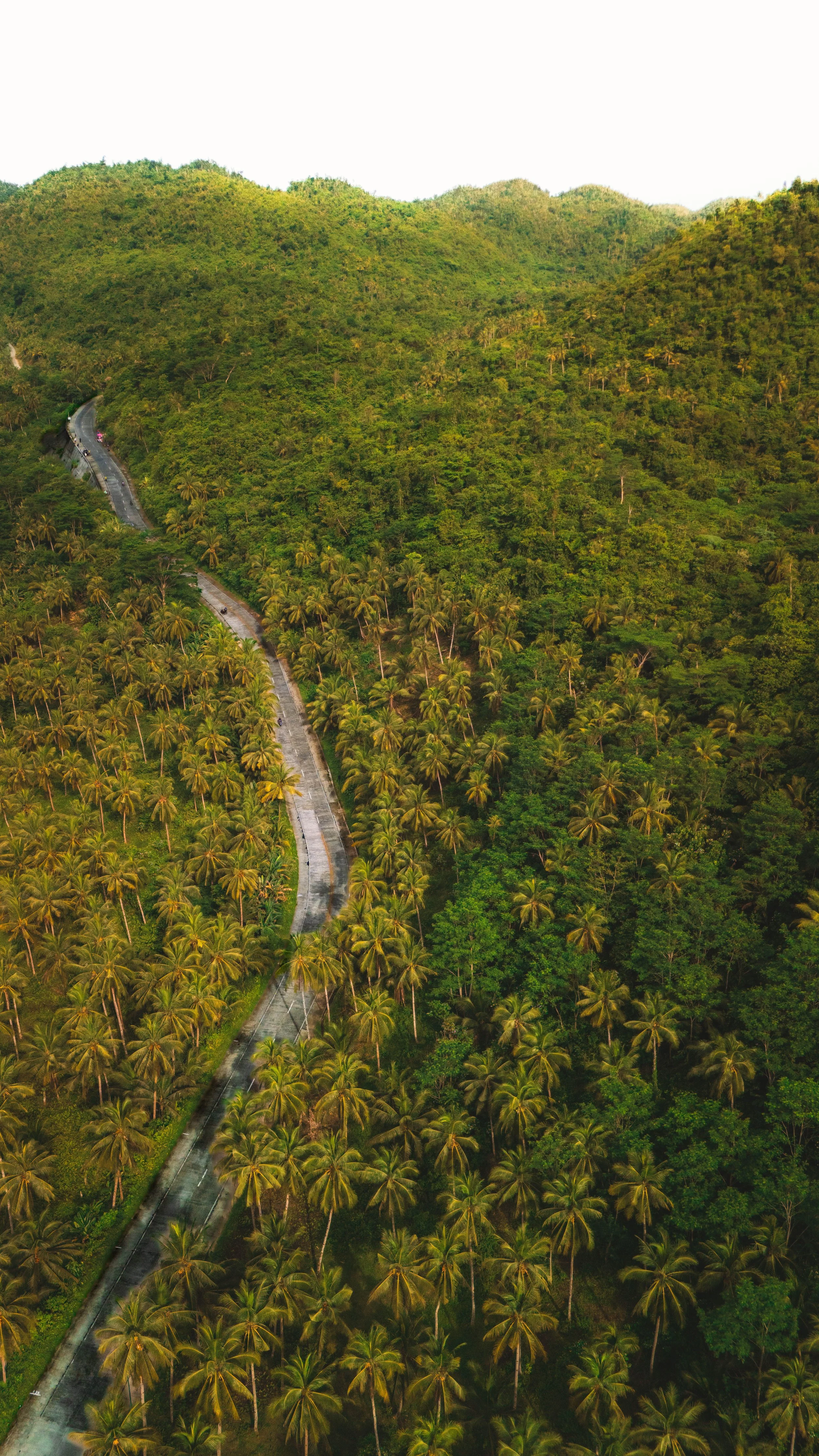 Landschap met dichtbegroeide groene bergen en een kronkelende weg omgeven door palmbomen.