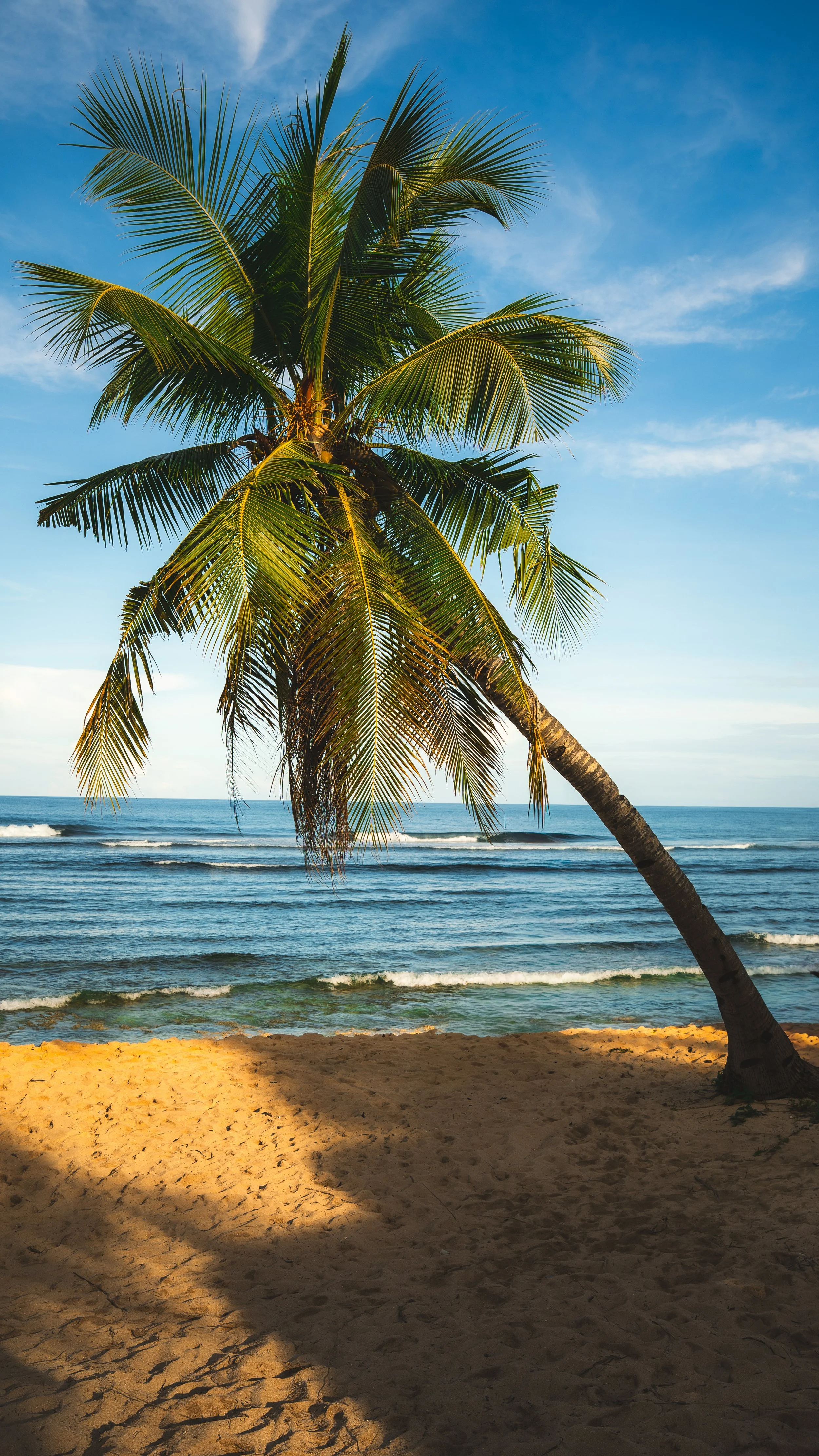 Een palmbomen aan het strand met de zee op de achtergrond onder een blauwe lucht.