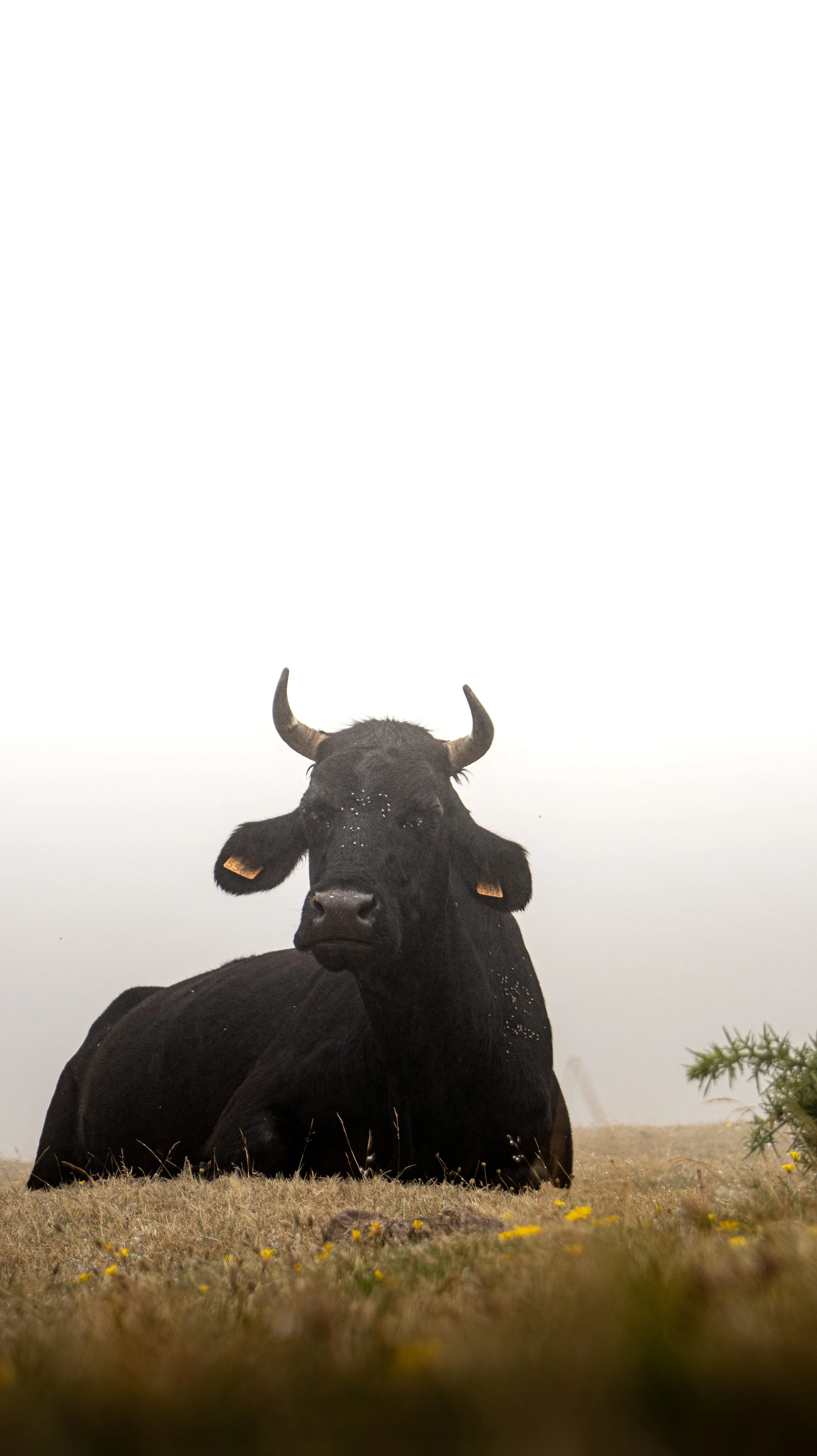 Zwarte stier ligt op grasveld met gele bloemen, mistige achtergrond.