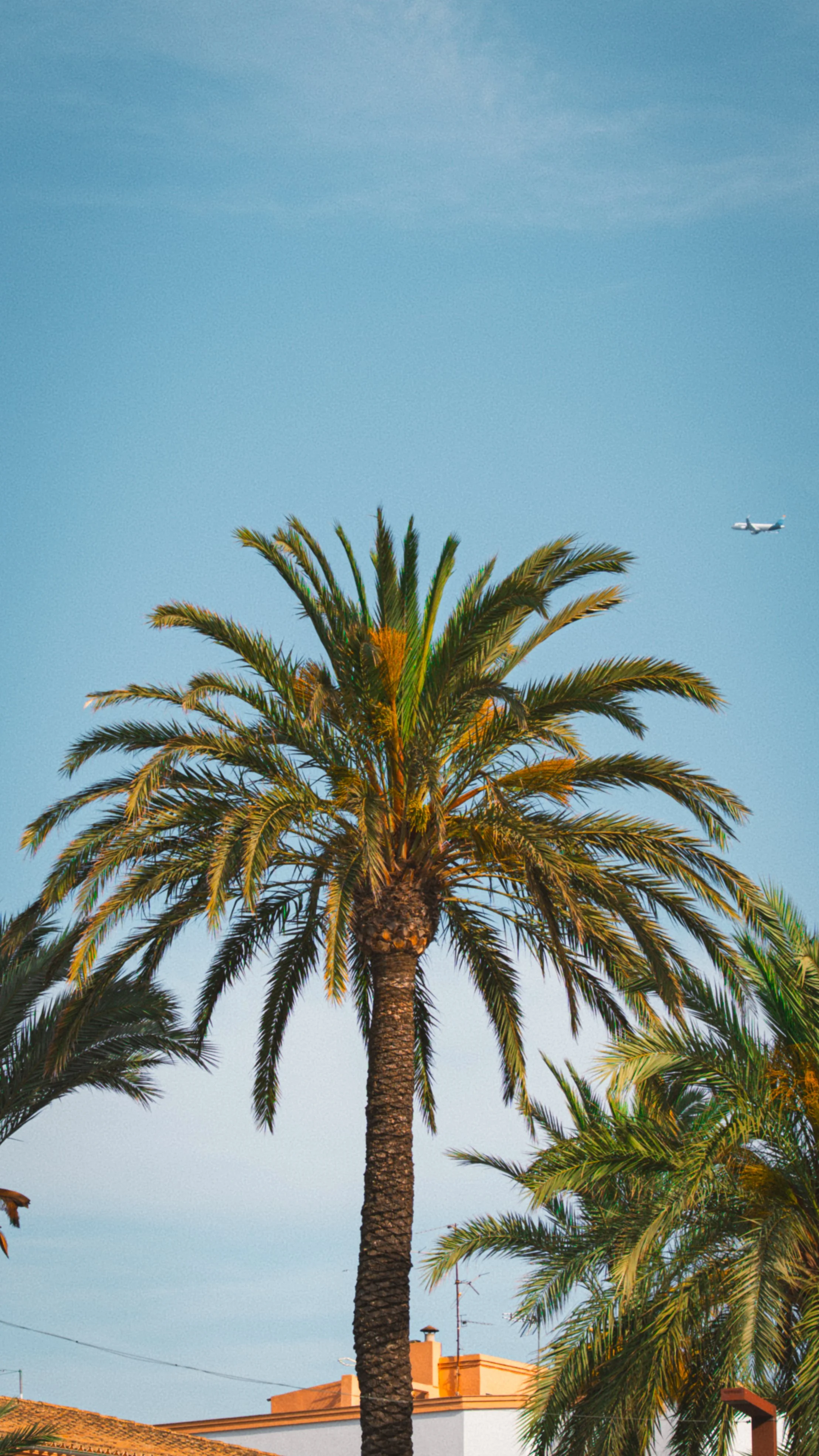 Een palmboom met veel bladeren onder een blauwe lucht, met een vliegtuig op de achtergrond.