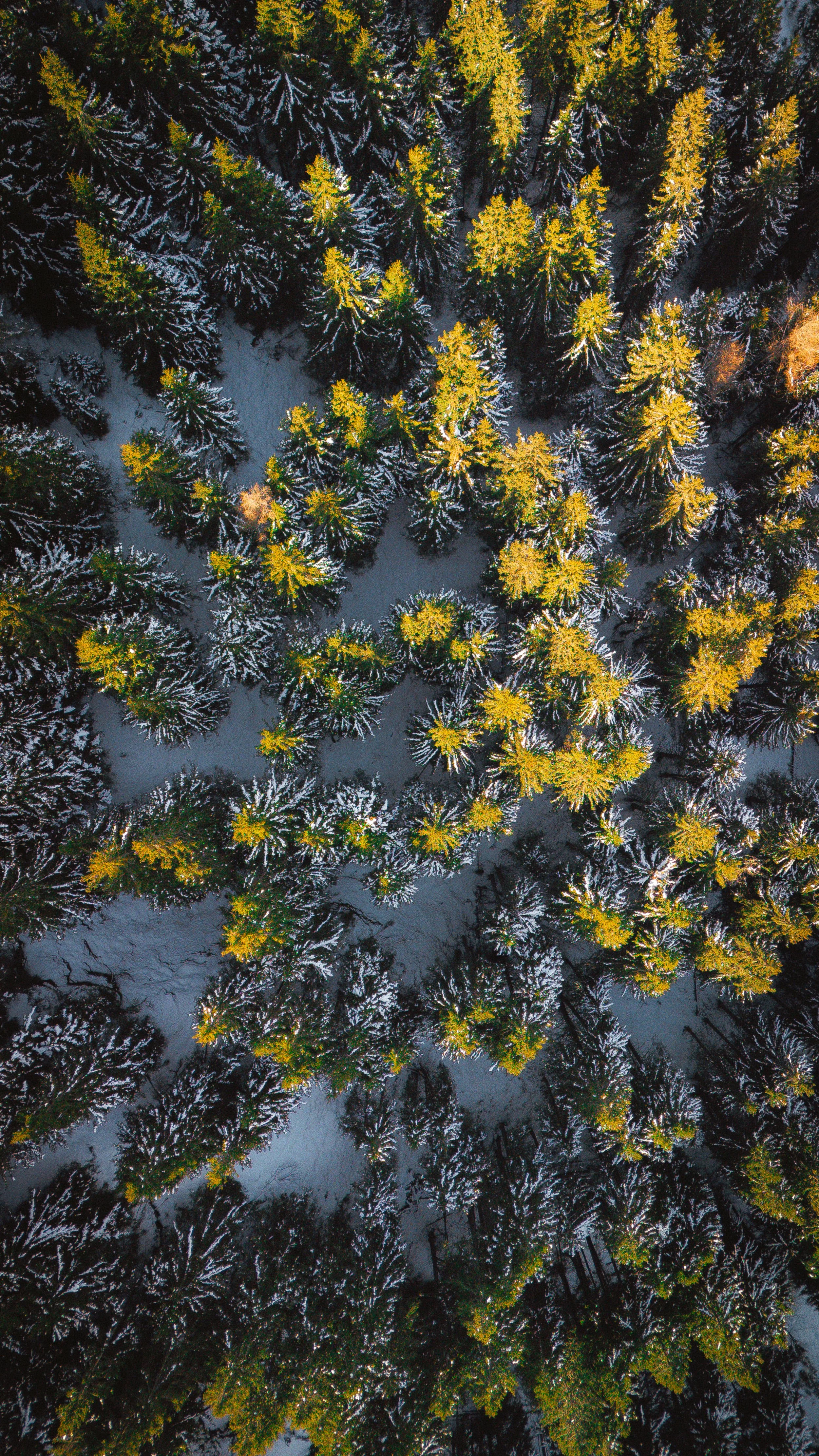 Een luchtfoto van een dennenbos met naalden die bedekt zijn met sneeuw, de bomen hebben groene en gele tinten.
