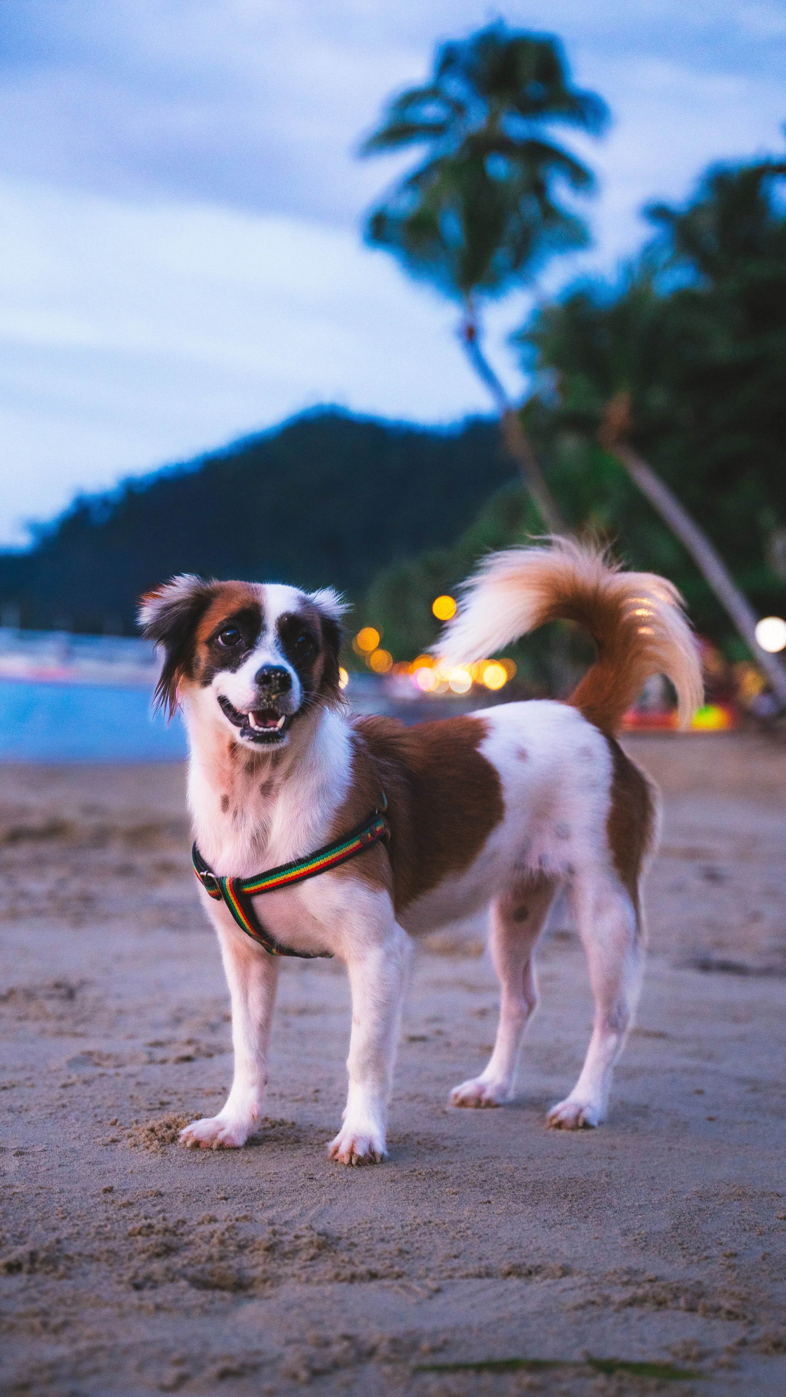 Een hond op het strand bij zonsondergang met palmbomen en lichten op de achtergrond.