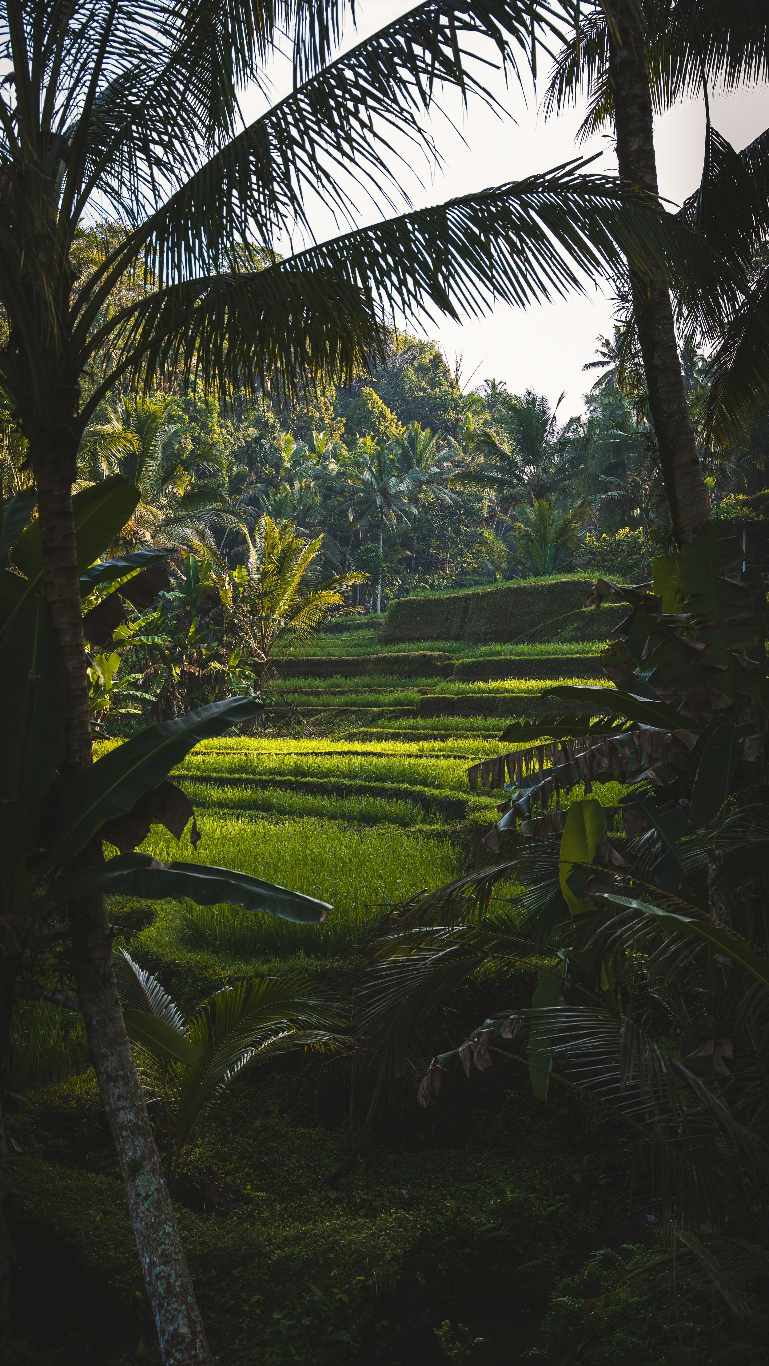 Landschap met rijstvelden omringd door weelderige groene tropische planten en palmbomen, met een heldere lucht op de achtergrond.