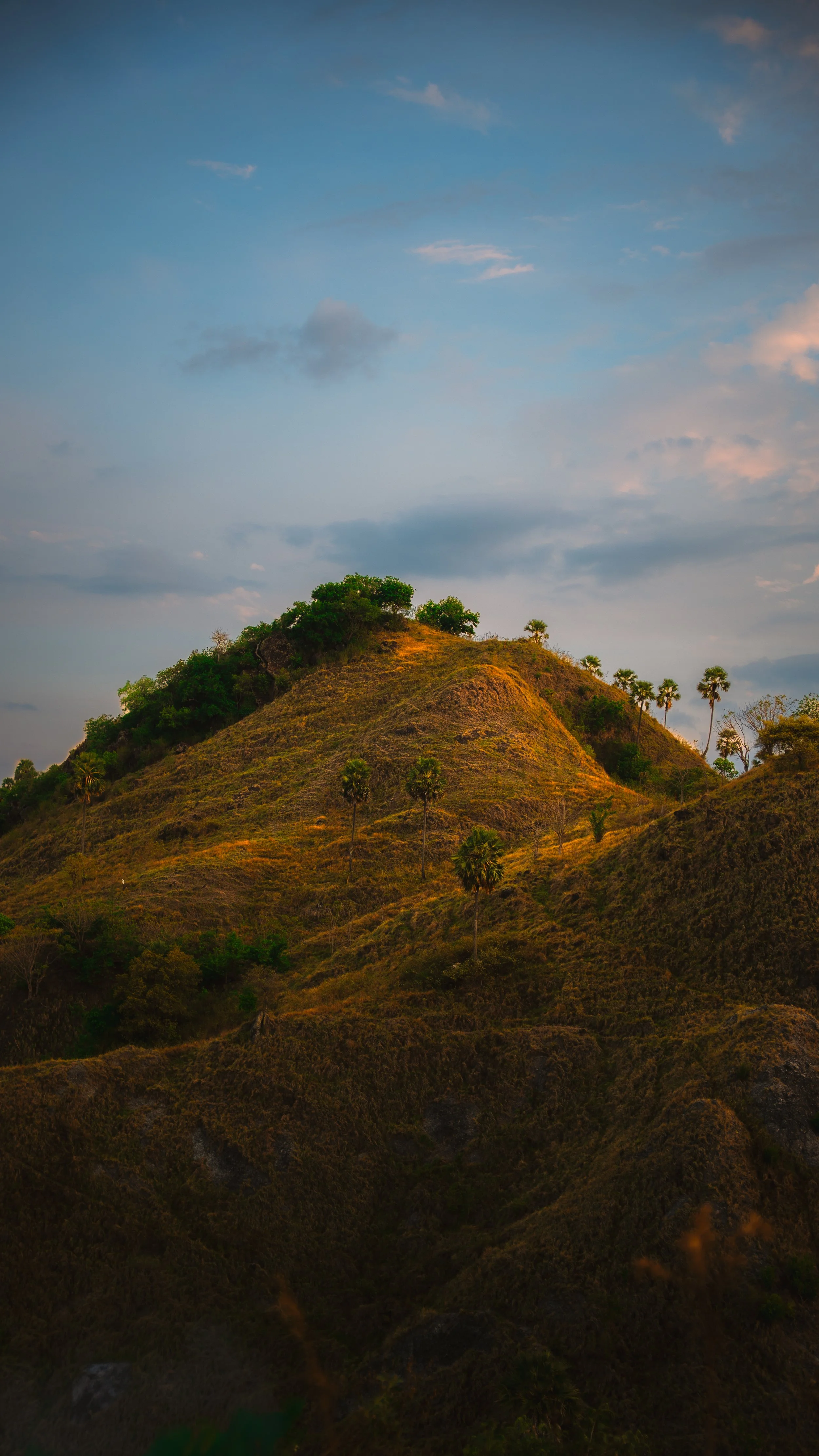 Heuvel met groen struikgewas en palmboom op de top, onder een deels bewolkte blauwe lucht.