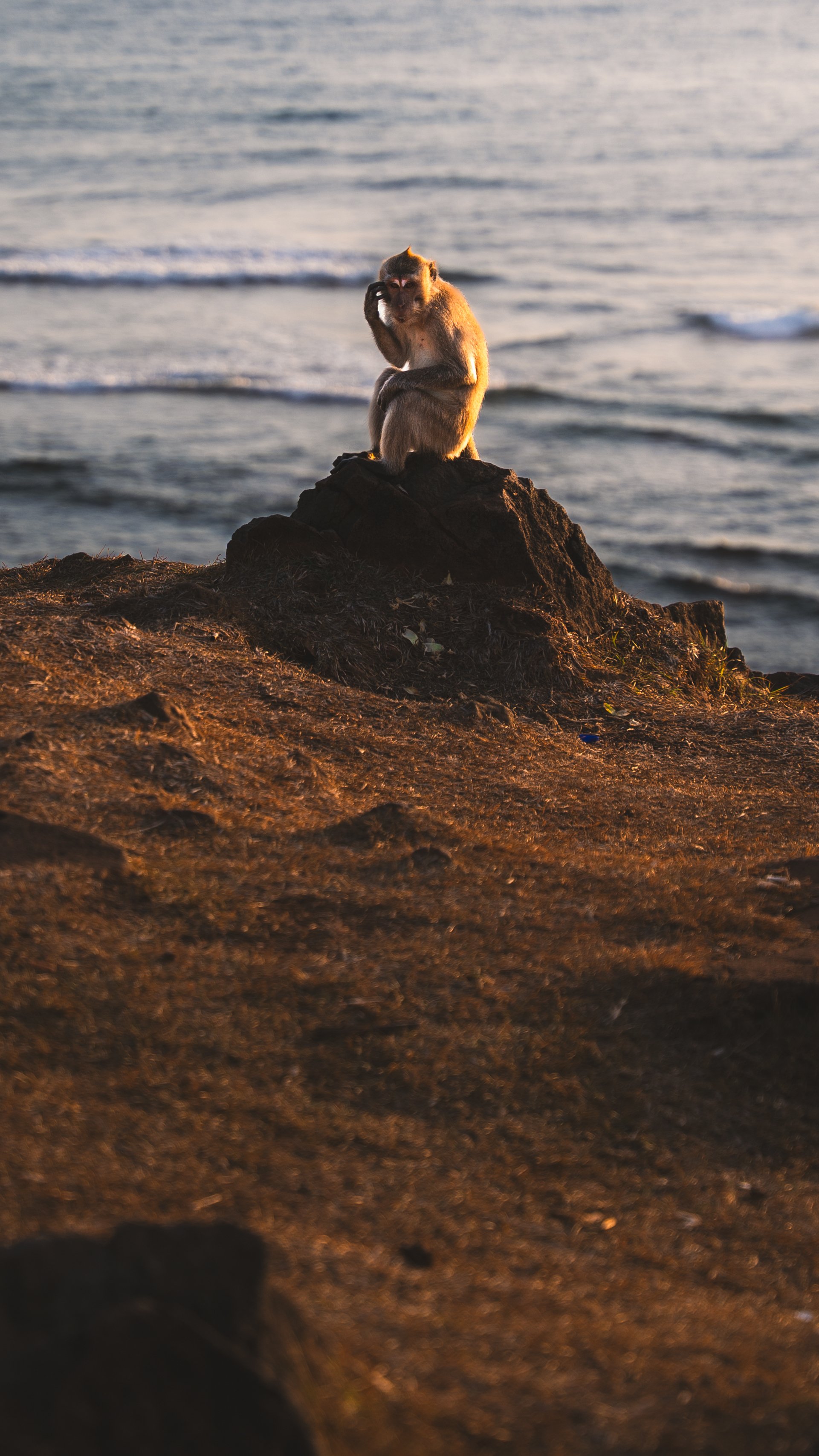 Een aap zit op een rots bij de zee, tijdens zonsondergang, terwijl hij aan zijn oor krabt.