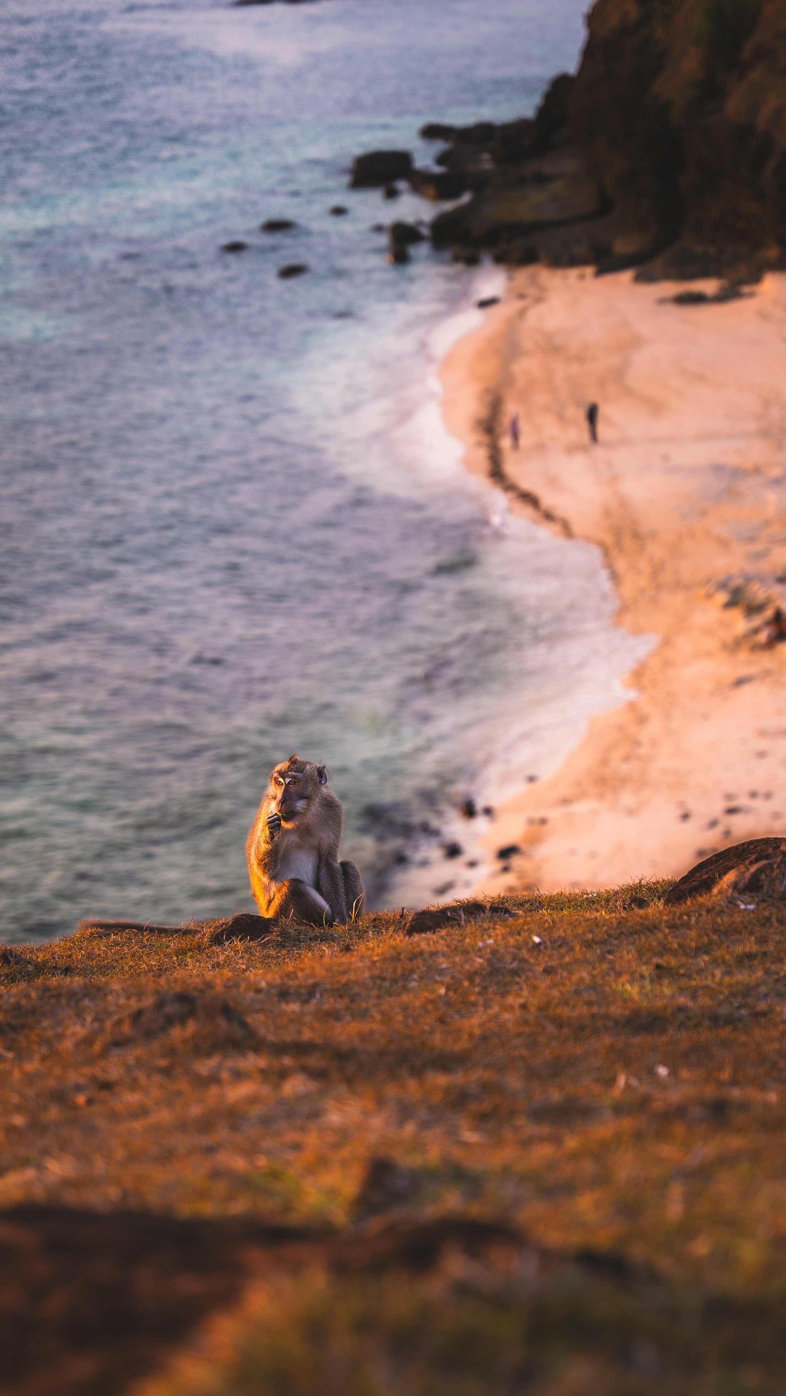 Een aap zit op een rots met uitzicht op een strand en de oceaan tijdens zonsondergang.