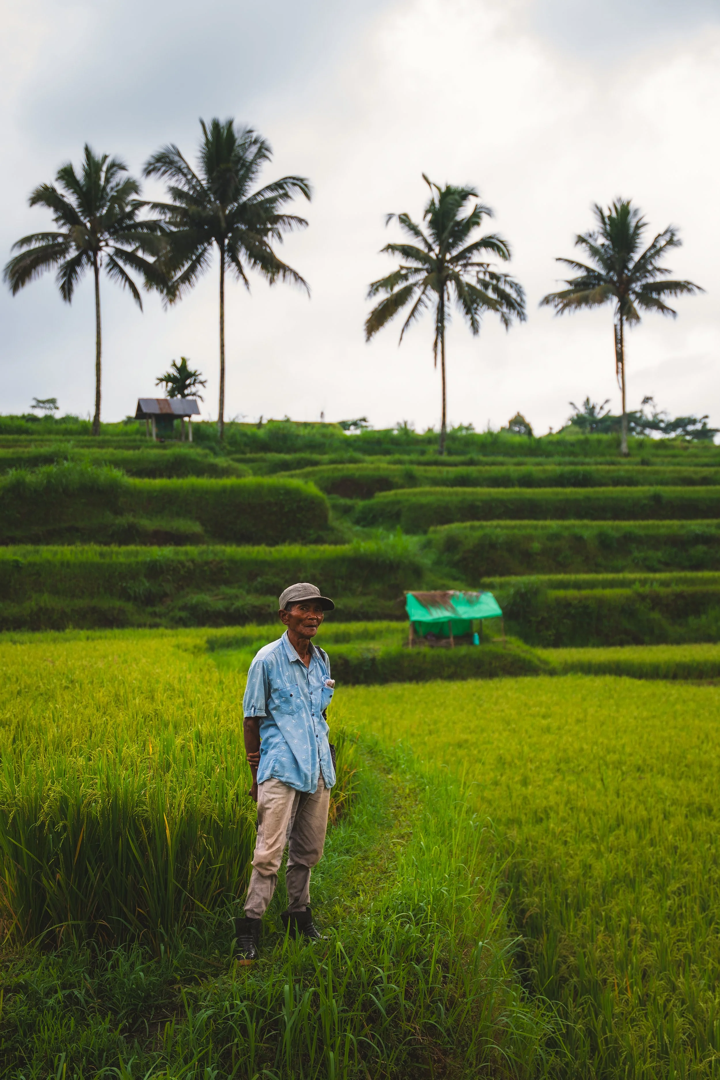 Man staat op een groen rijstveld met terrassen, omringd door palmbomen onder een bewolkte lucht.