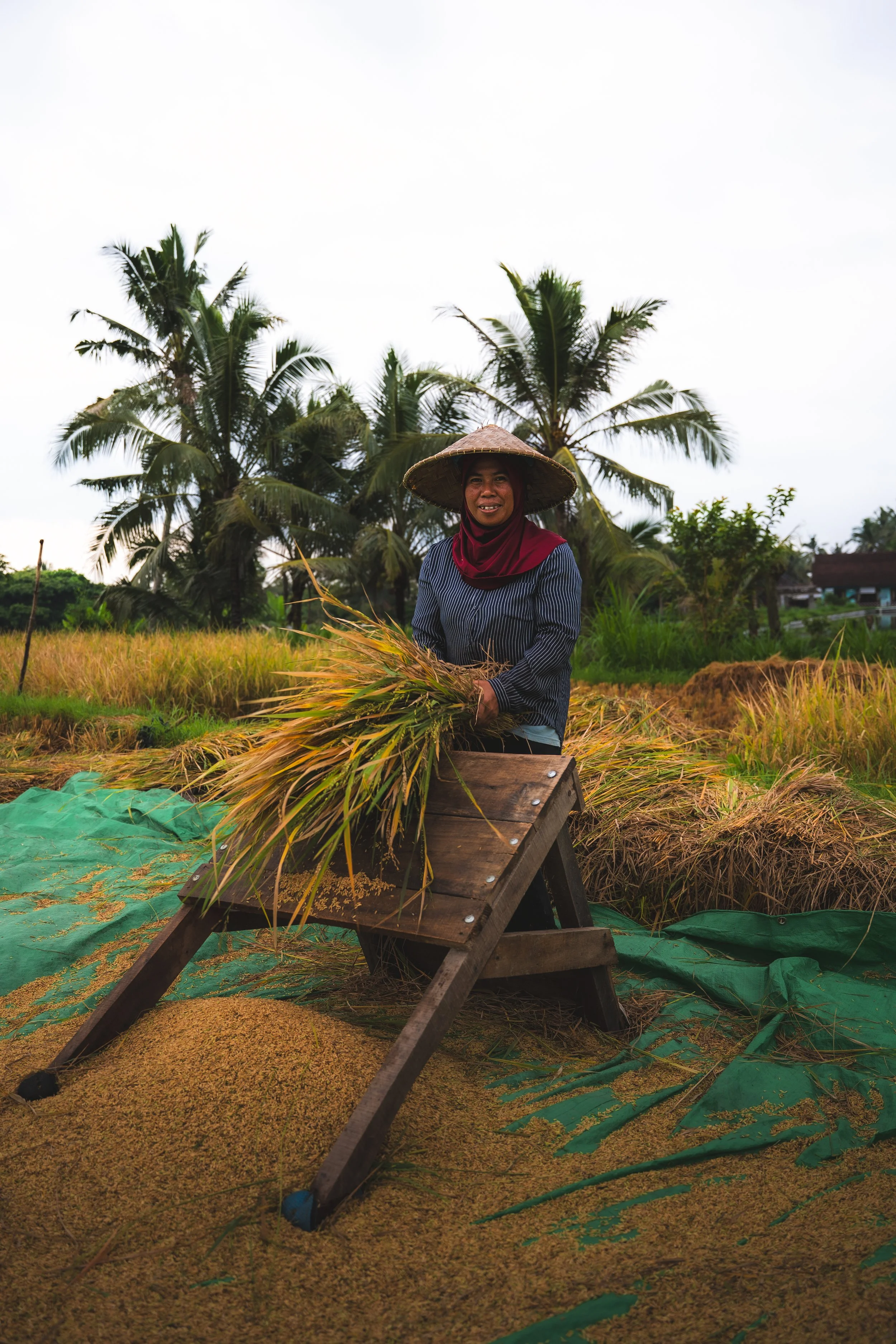 Vrouw die rijst oogst in een veld met palmbomen op de achtergrond.