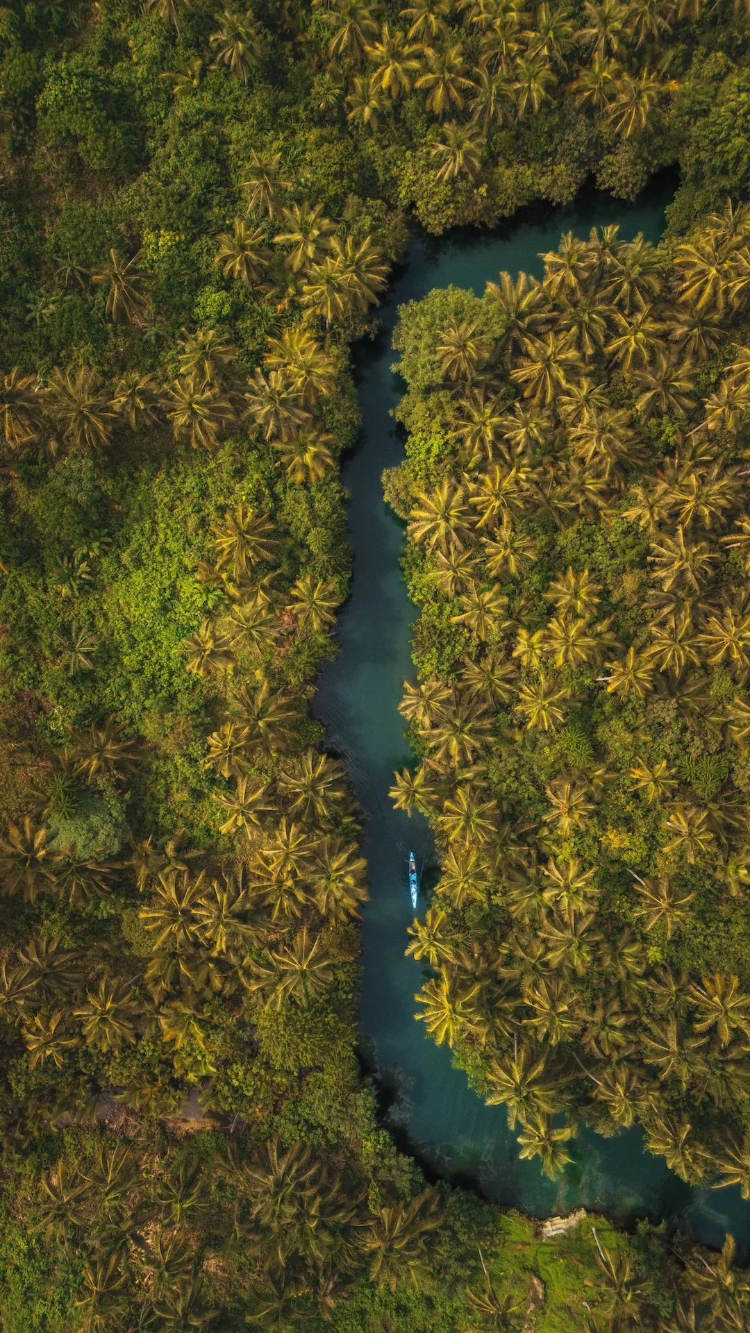 Een rivier die door een dicht tropisch regenwoud stroomt, met talloze palmboomkruinen en een enkele boot op het water.