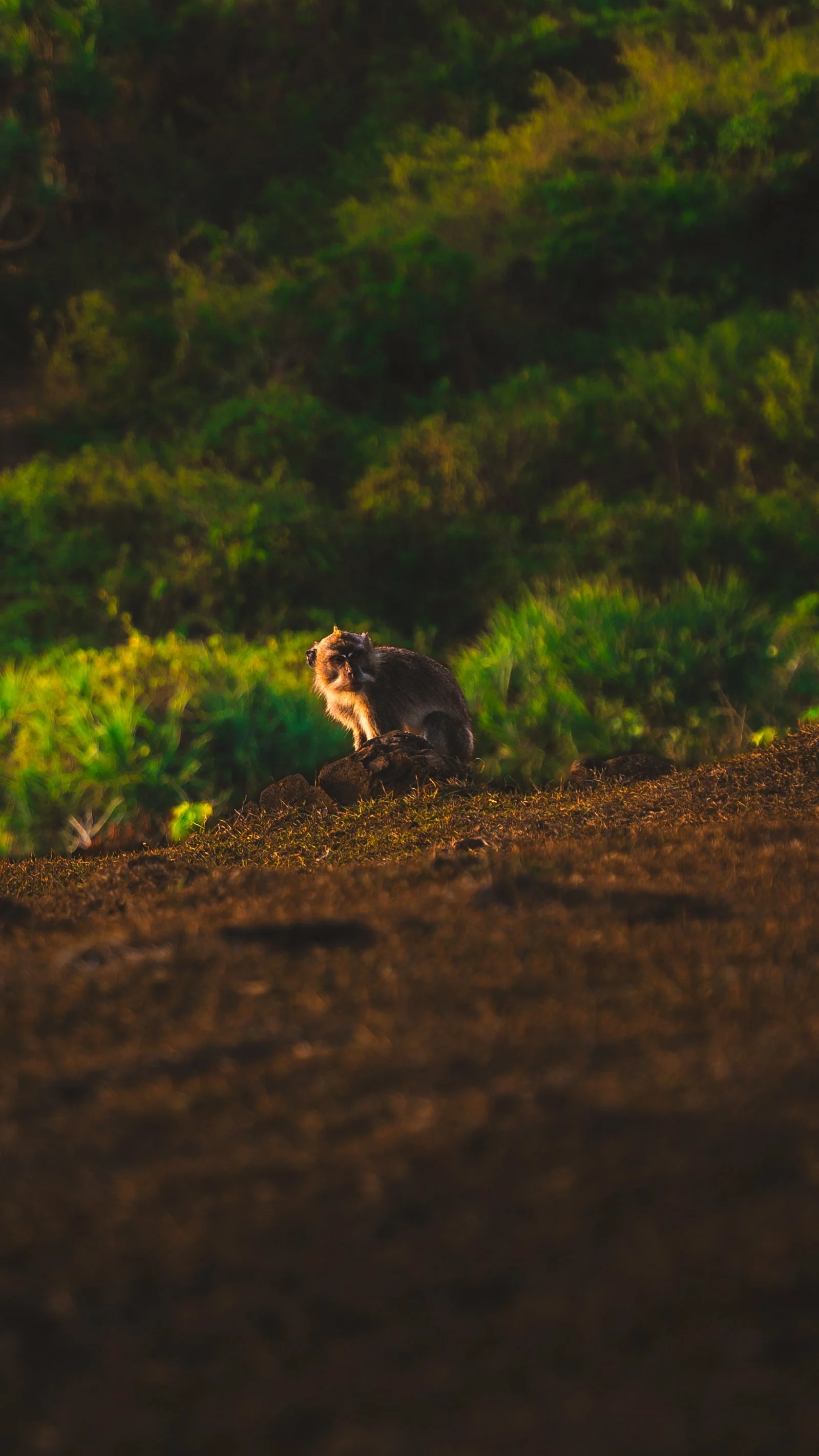 Een aap zit op een rots in een groene omgeving, terwijl de zon ondergaat of opkomt.